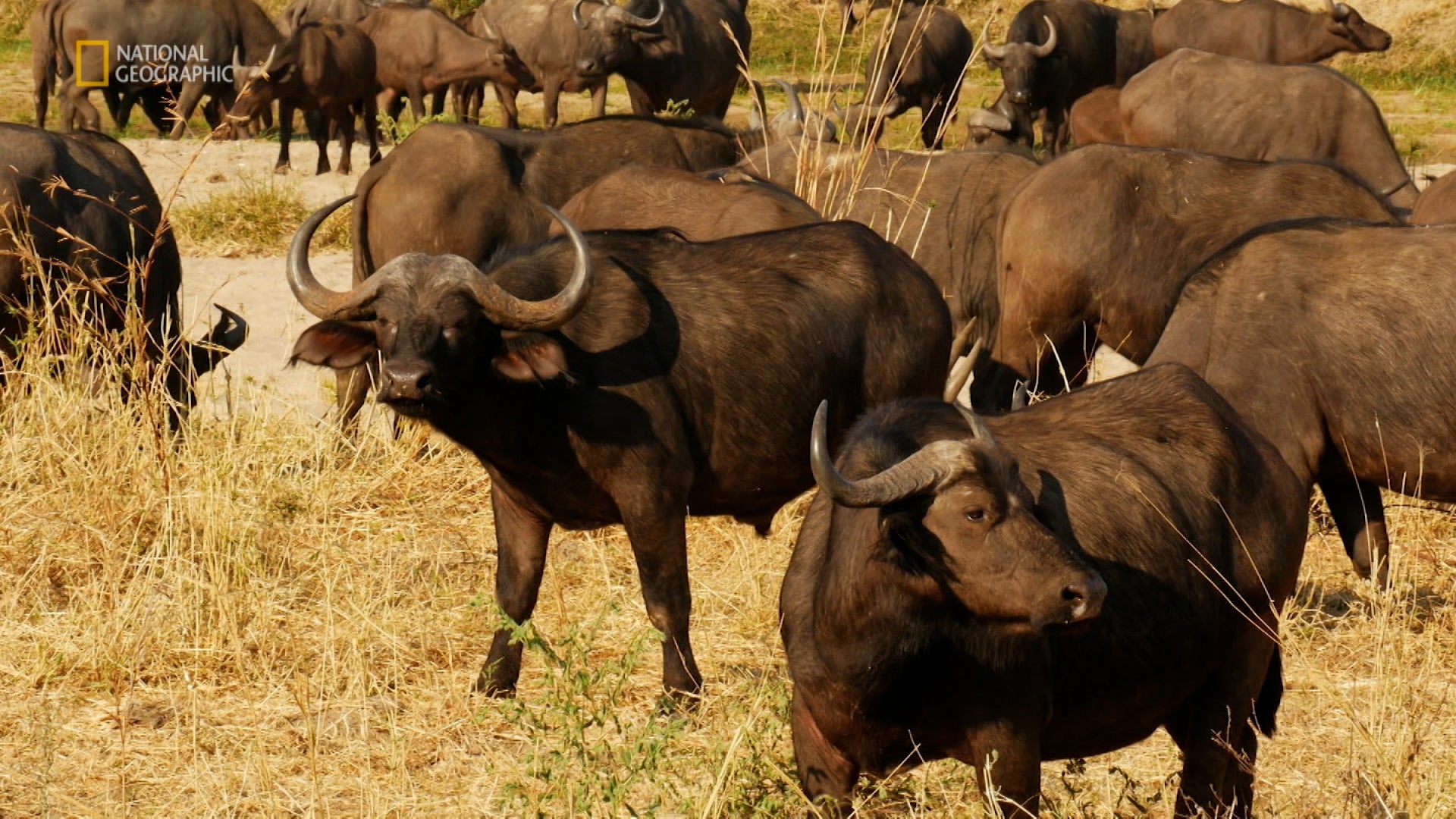 وان بلانت، وان تشانس الموسم 1 الحلقة 1 الحلقة 1