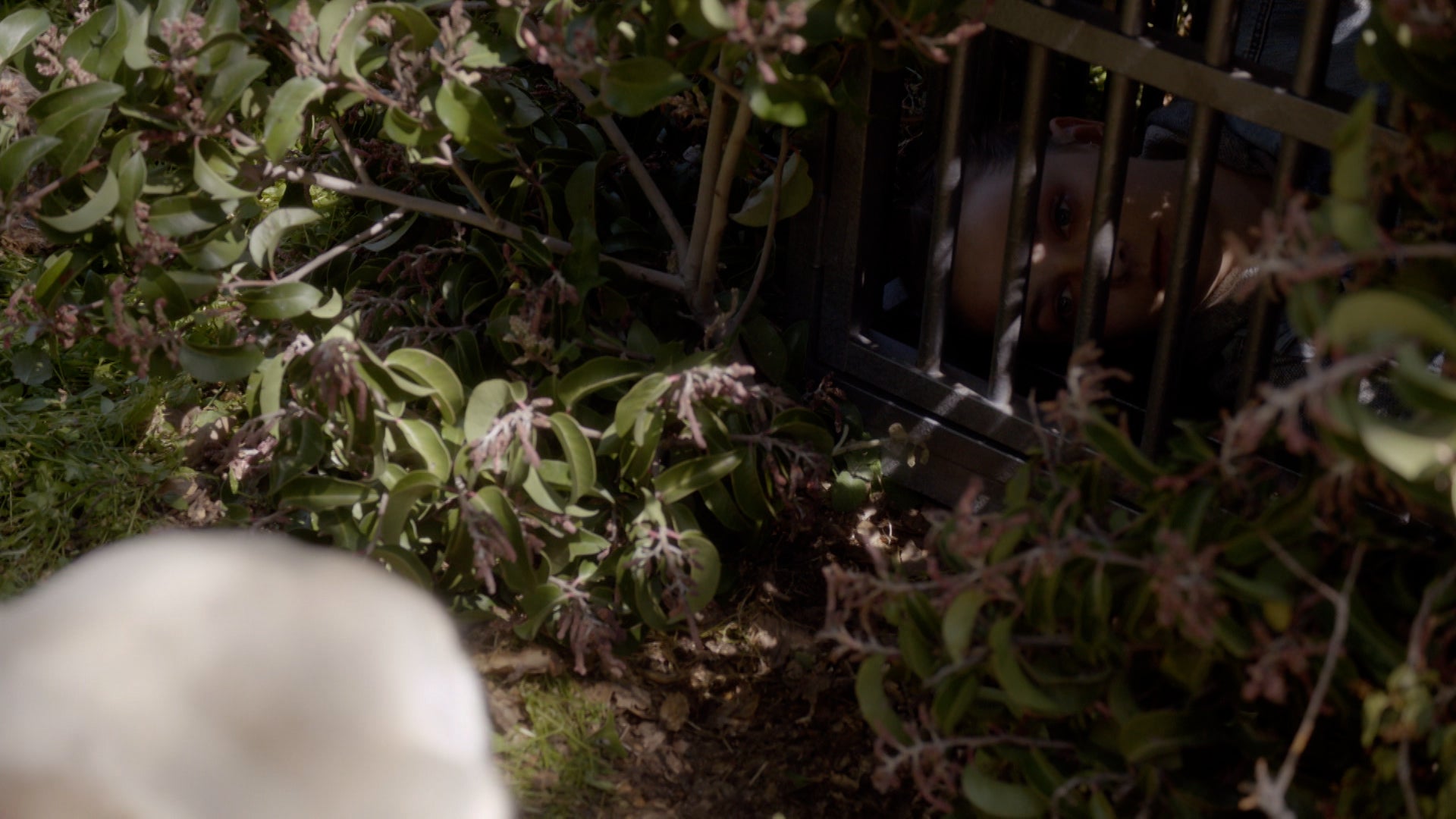 Rizzoli & Isles Season 6 Episode 7 A Bad Seed Grows