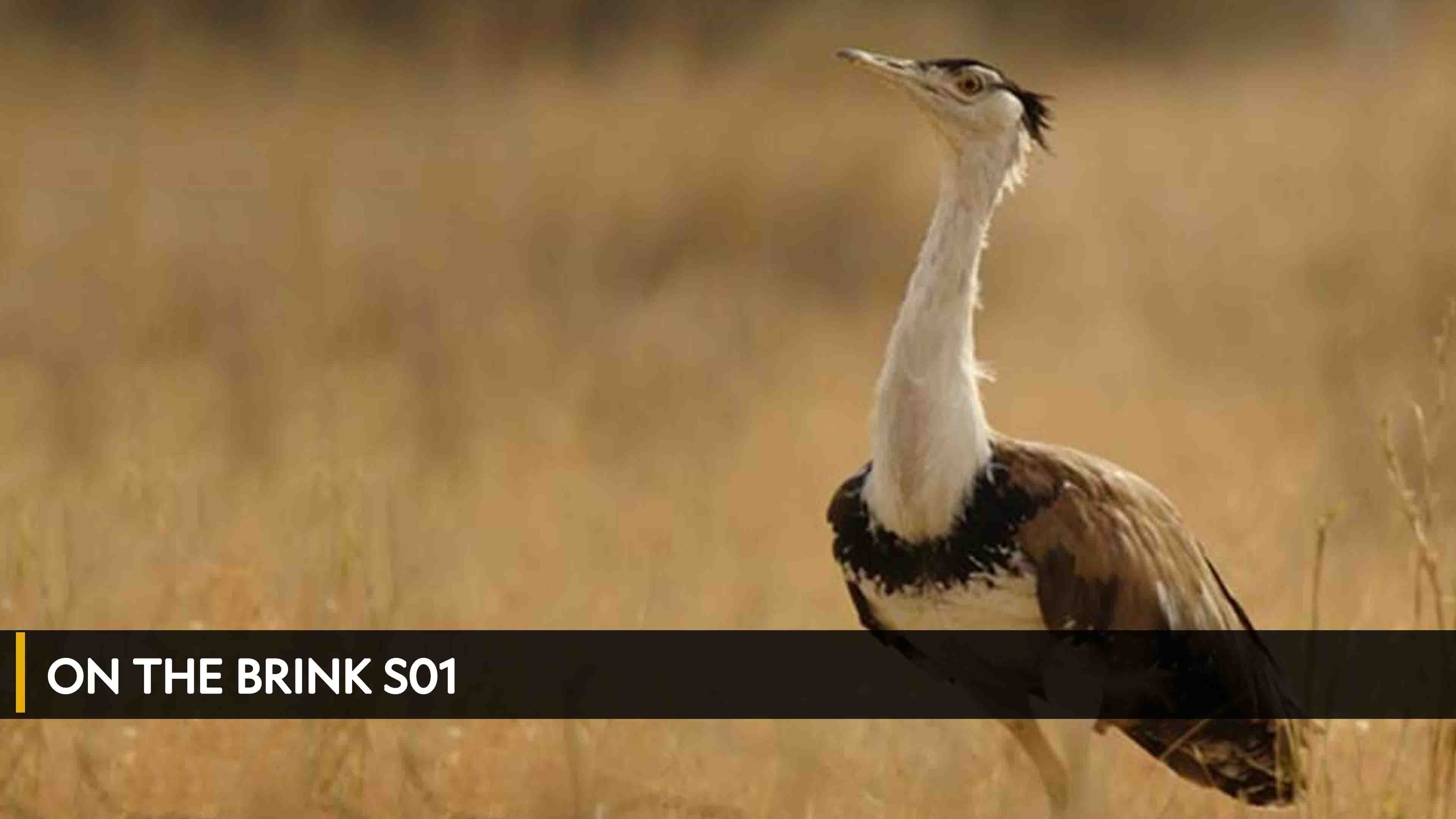 Great Indian Bustard