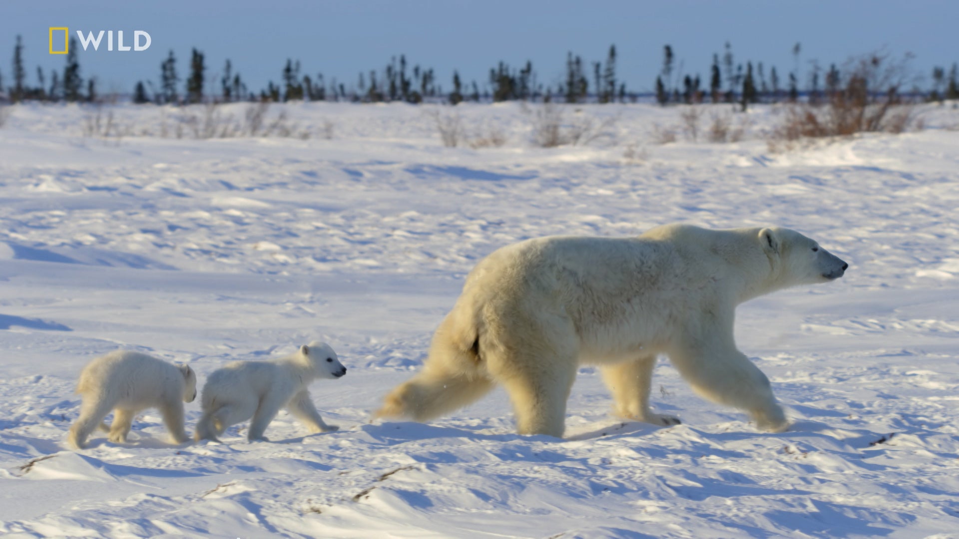 Incredible Animal Journeys Season 1 Episode 2 Polar Parenting