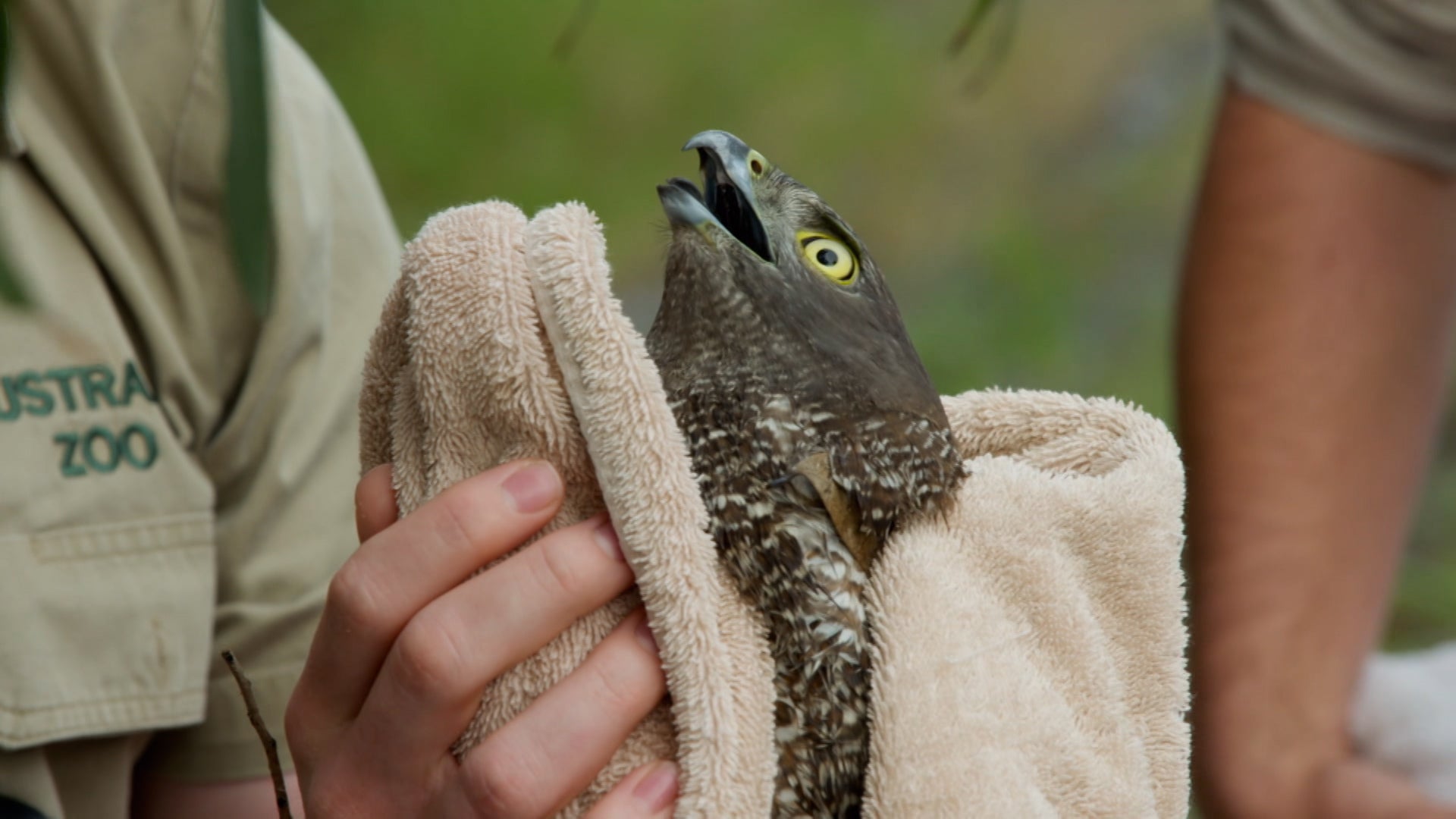 كريكي! اتس ذا إروينز الموسم 3 الحلقة 5 محاربو مستشفى الحياة البرية