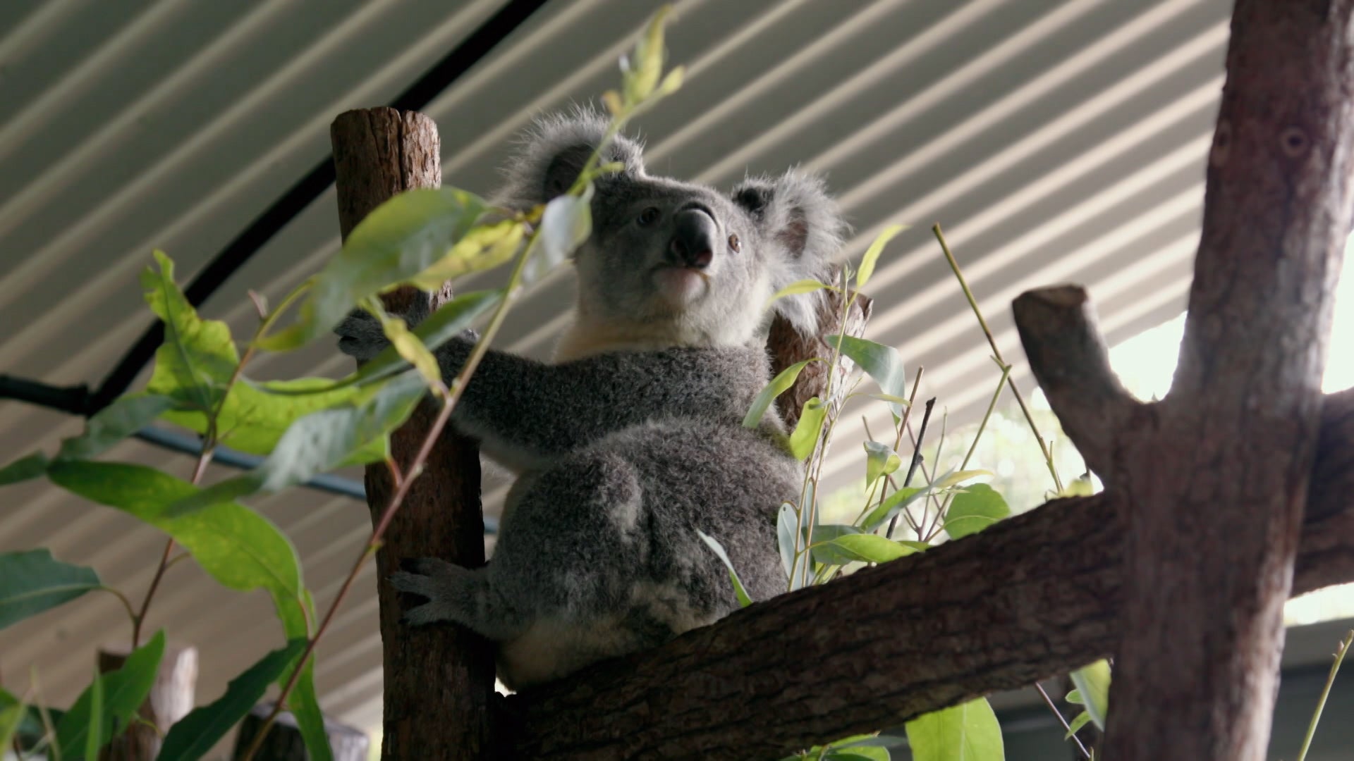 Crikey! It's The Irwins Season 3 Episode 7 Robert and Big, Bad Bosco