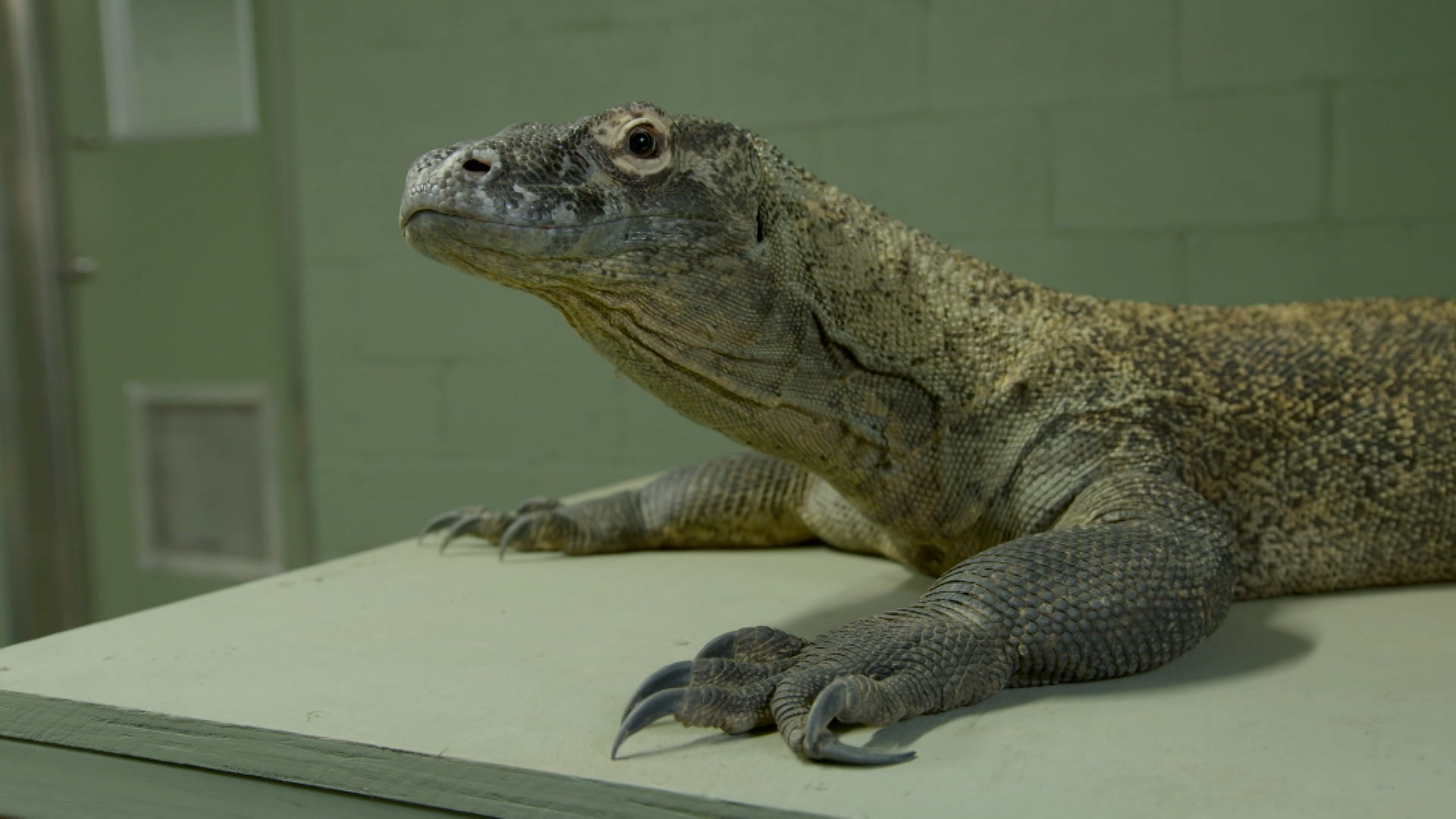 Crikey! It's The Irwins Season 3 Episode 9 Komodo Connection