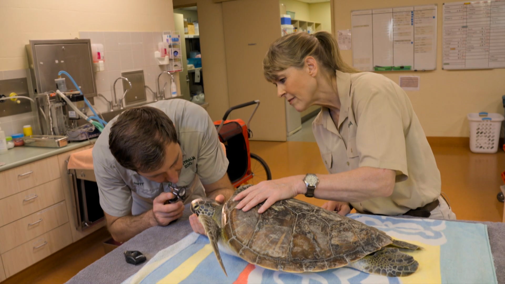 Crikey! It's The Irwins Season 1 Episode 3 Giraffe Road Trip