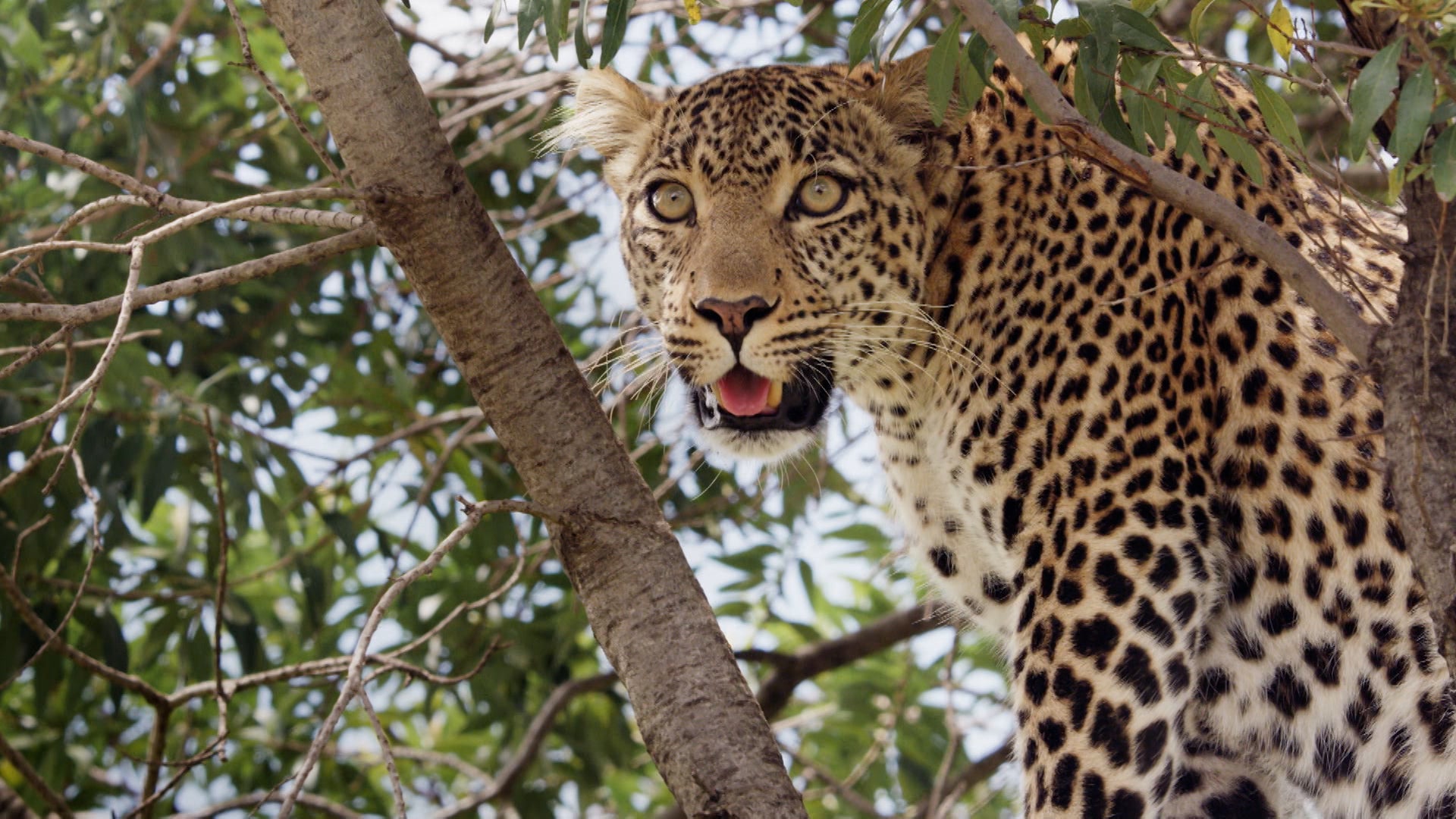 بيغ كات تيلز الموسم 2 الحلقة 3 تهديد يلوح في الأفق