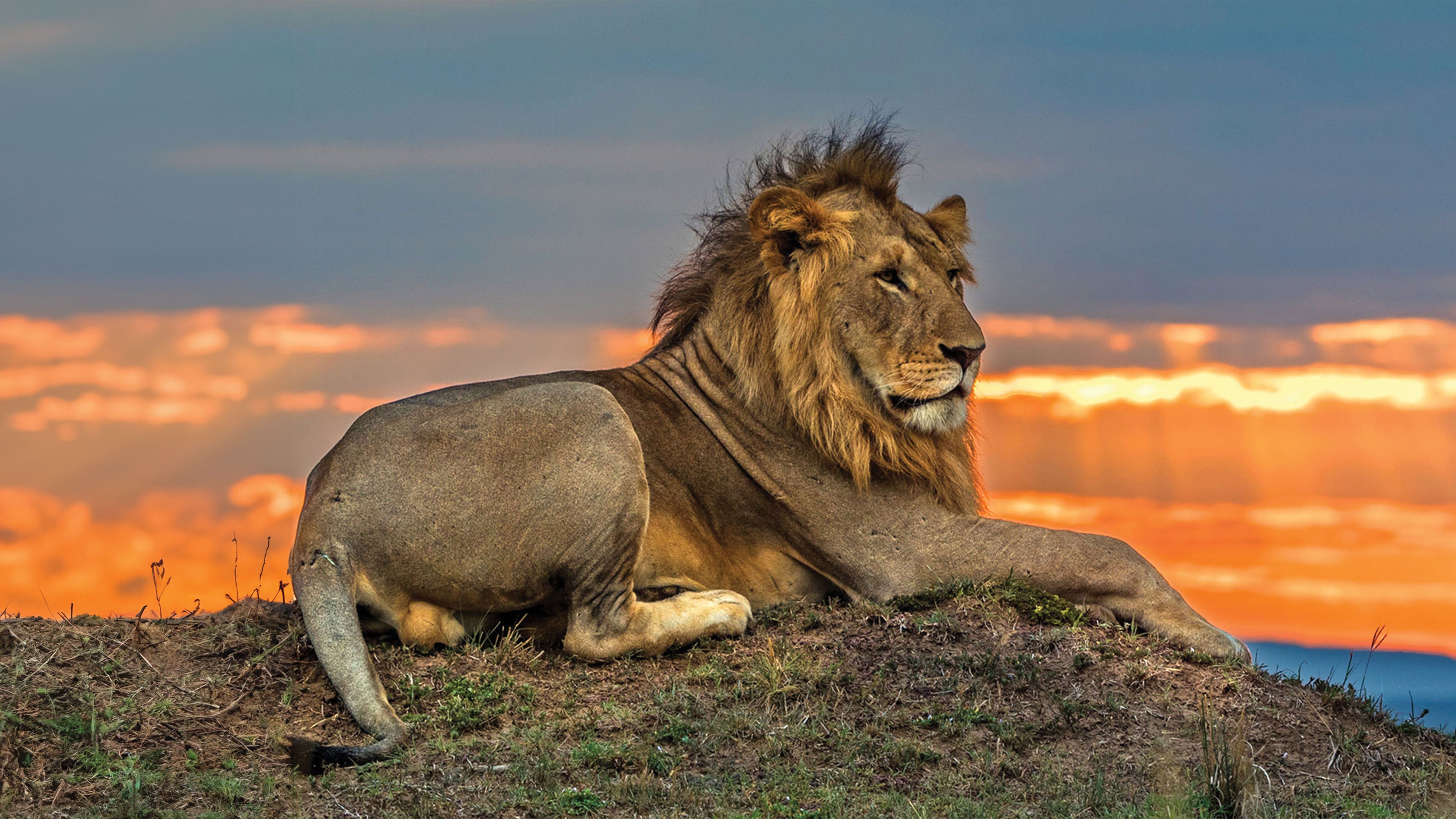 بيغ كات تيلز