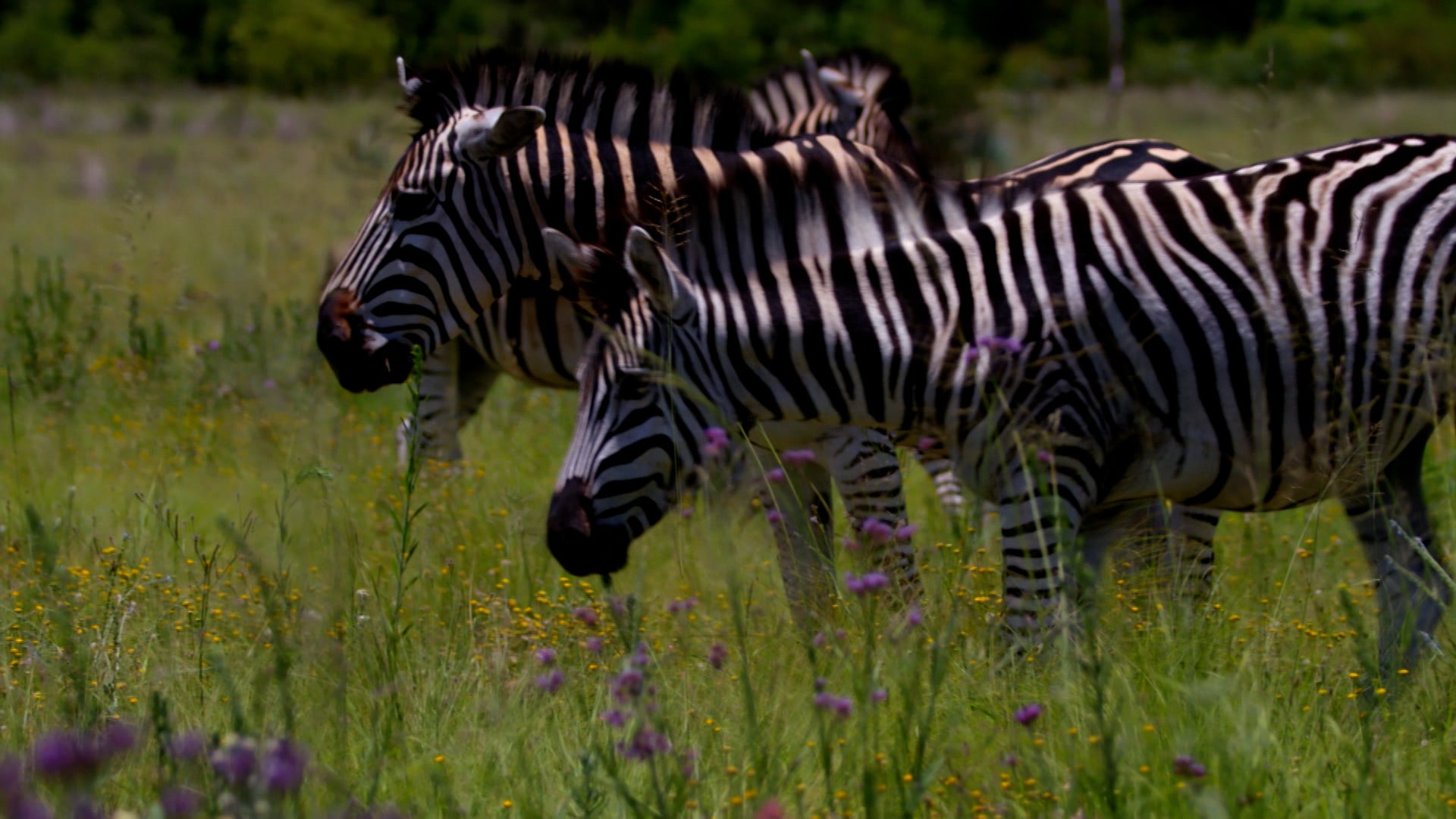 Little Giants Season 1 Episode 8 Hell Hamster