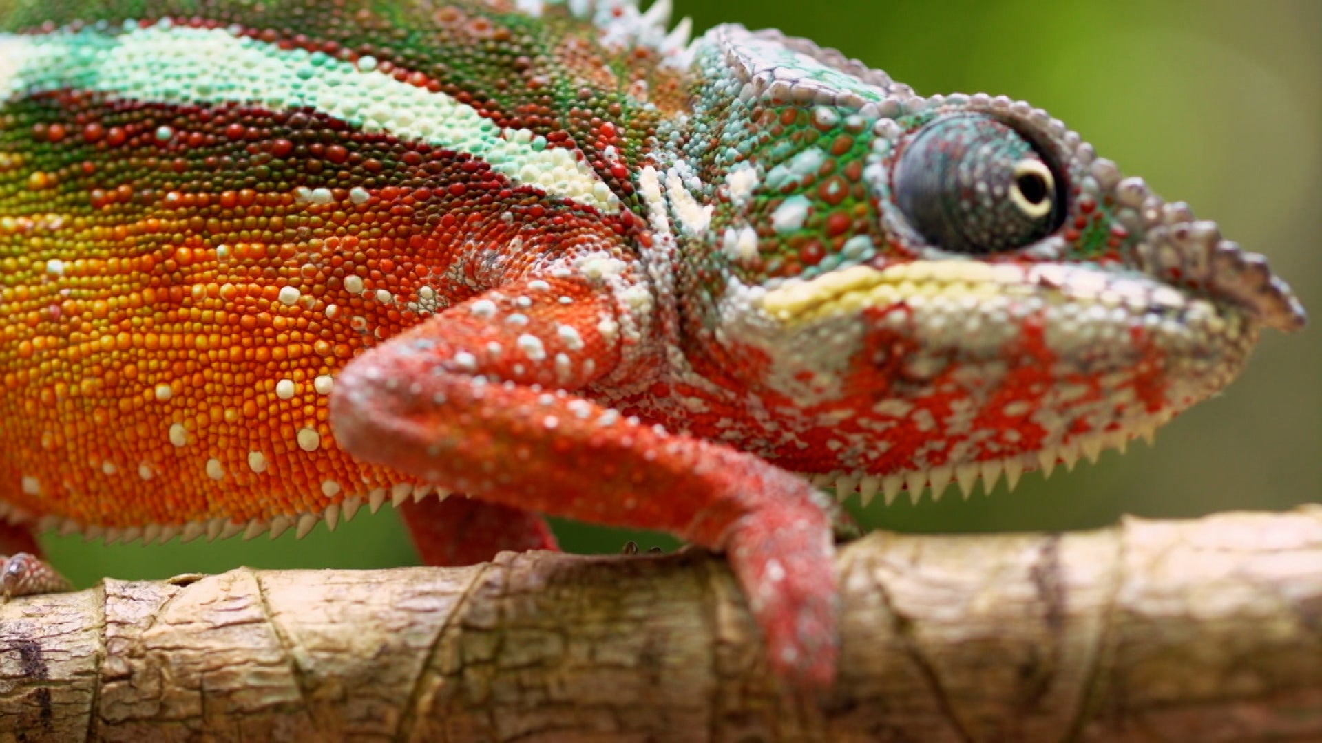 Little Giants Season 1 Episode 10 Rainforest Ninja