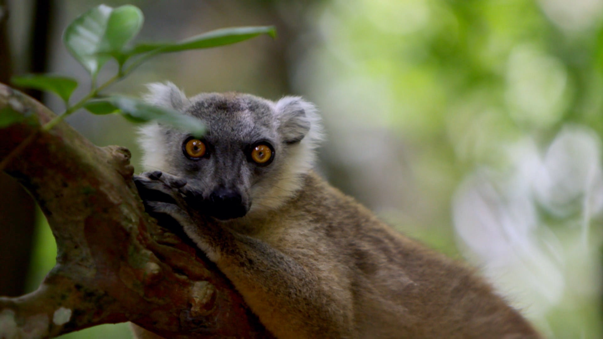 Little Giants Season 1 Episode 11 Prickly Punk