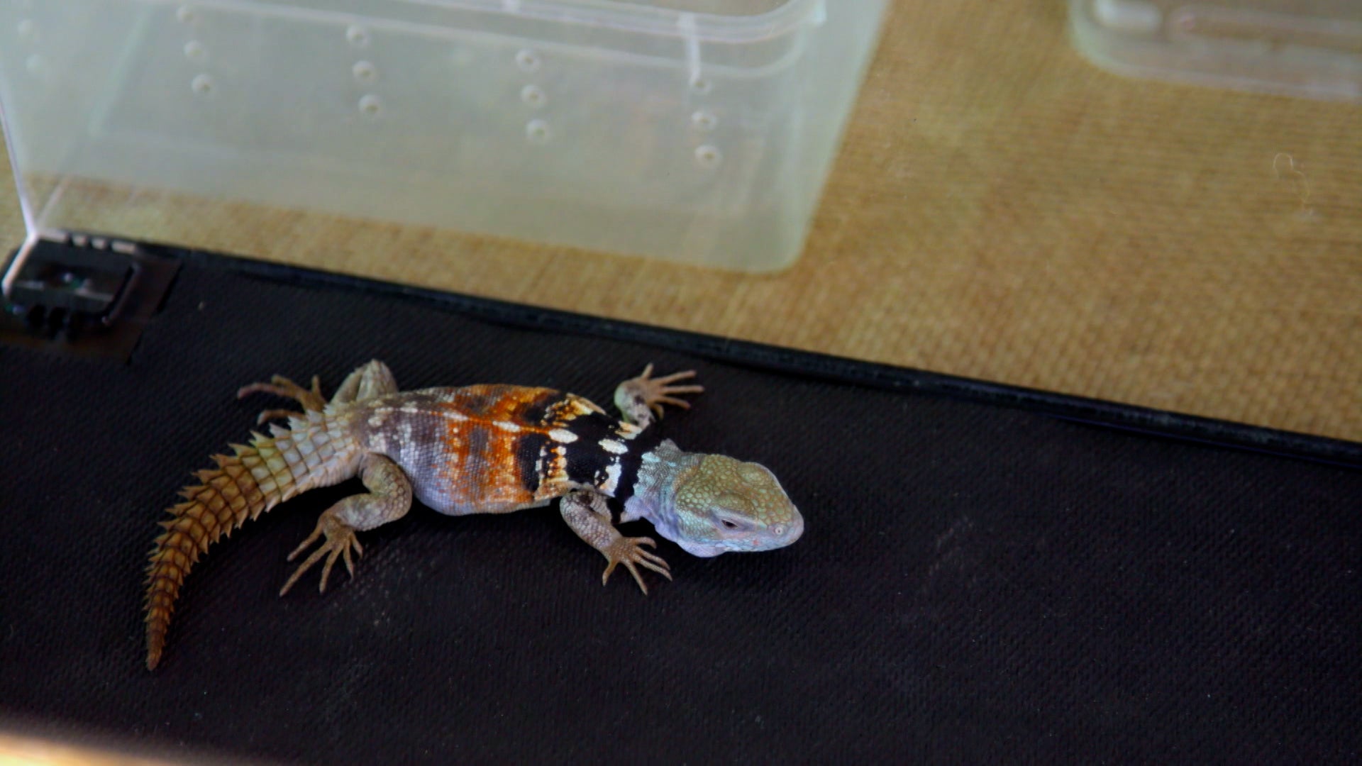 Little Giants Season 1 Episode 12 Medieval Raptor