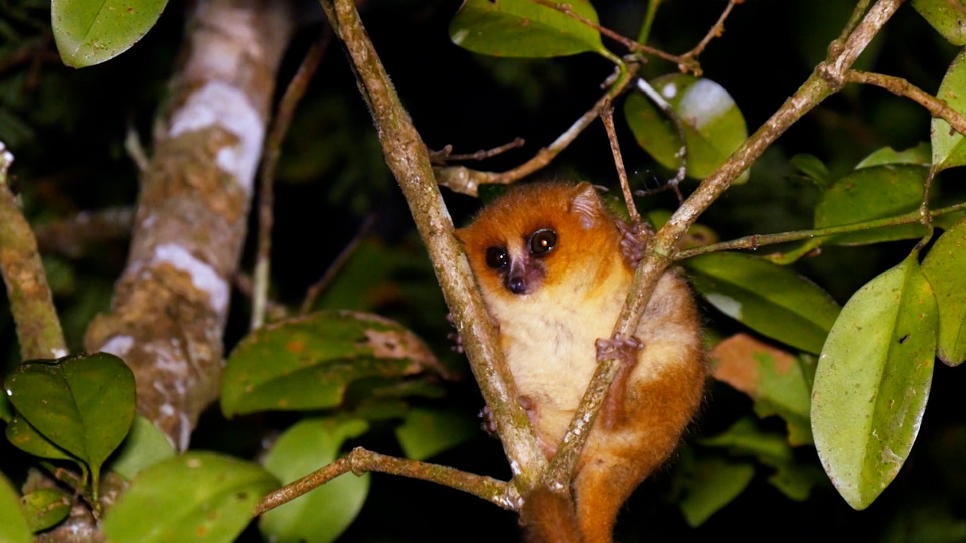 Little Giants Season 1 Episode 13 Adorable Assassin