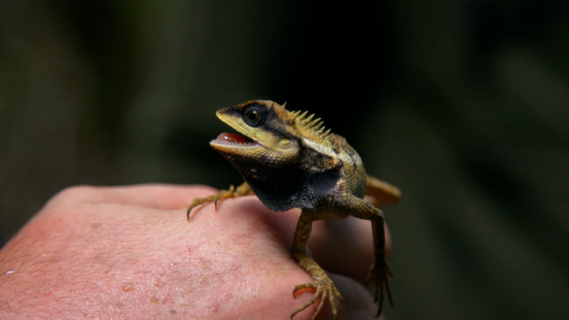 Little Giants Season 1 Episode 14 Winged Warrior