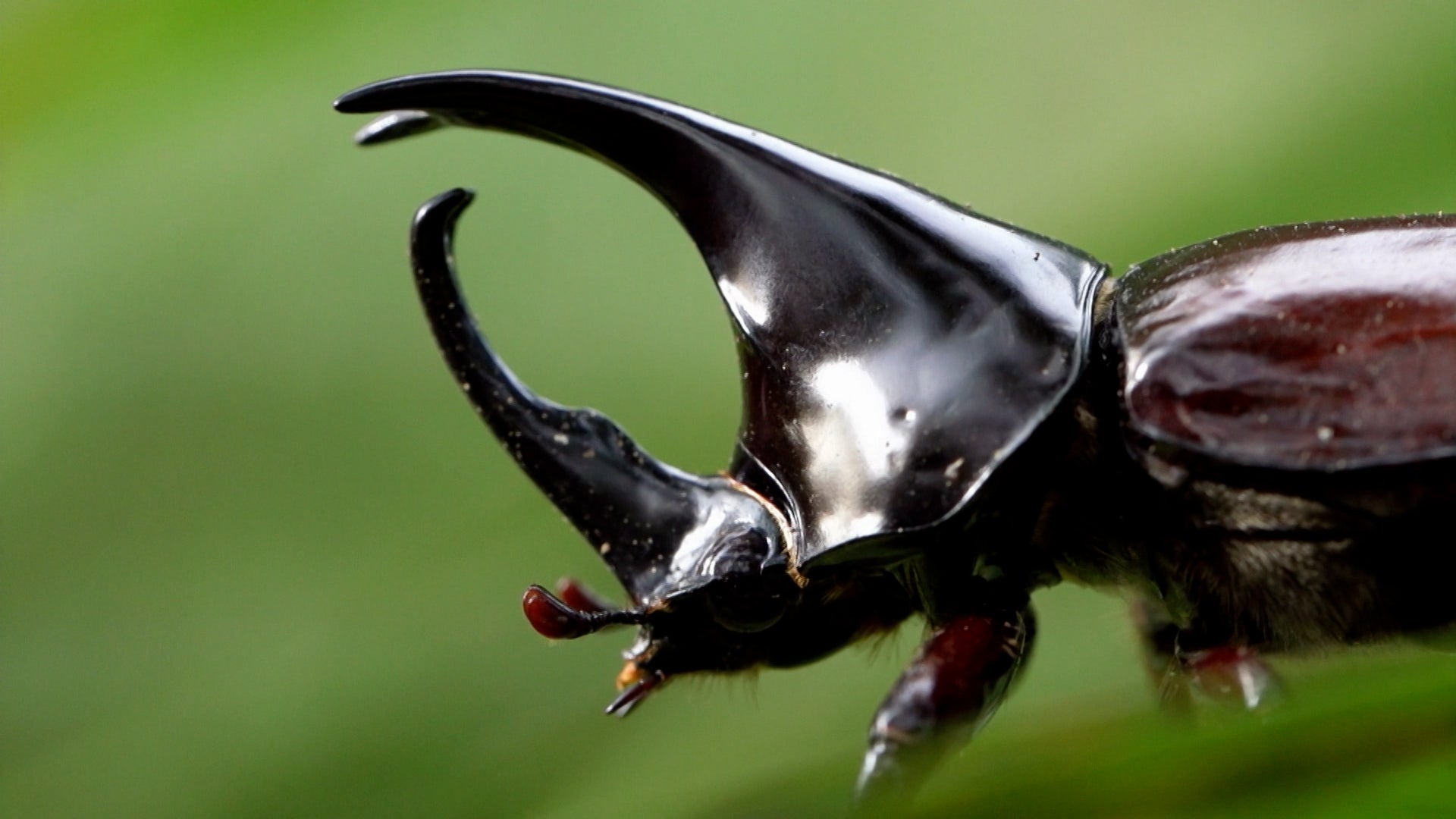 Little Giants Season 1 Episode 15 Airborne Battle Tank