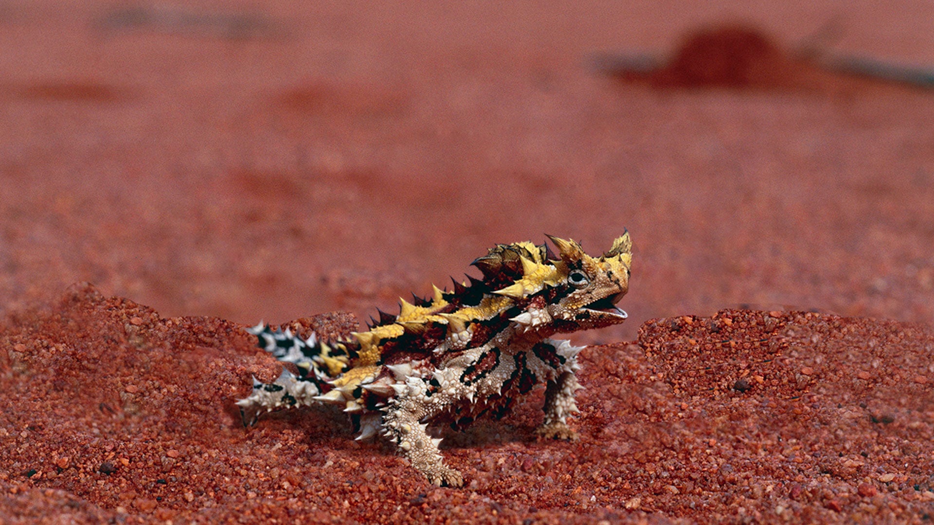 Little Giants Season 1 Episode 17 Episode 17