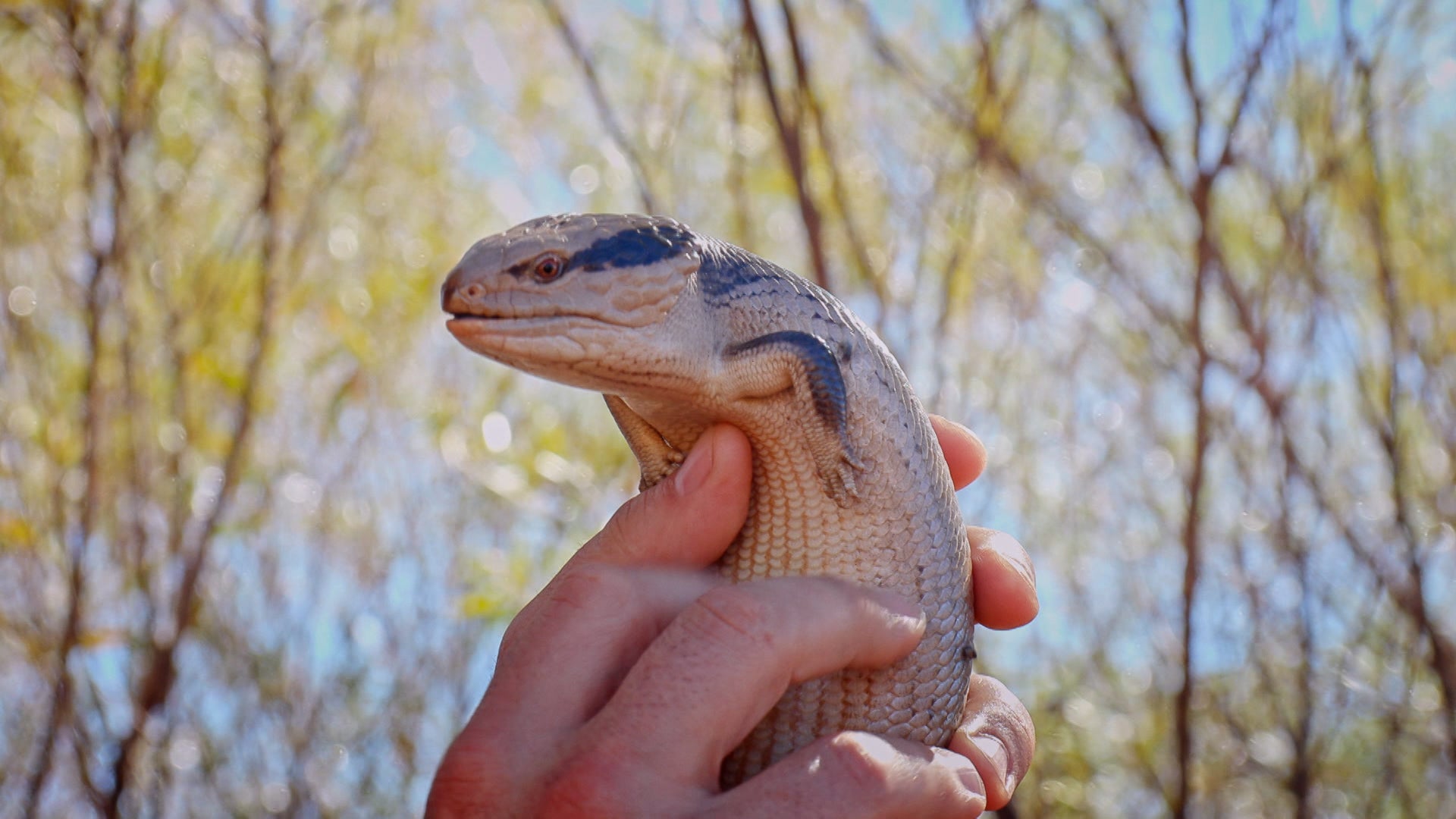 كويتي بيترسون: تحدي البرية الموسم 1 الحلقة 8 كائنات فضائية في المناطق النائية