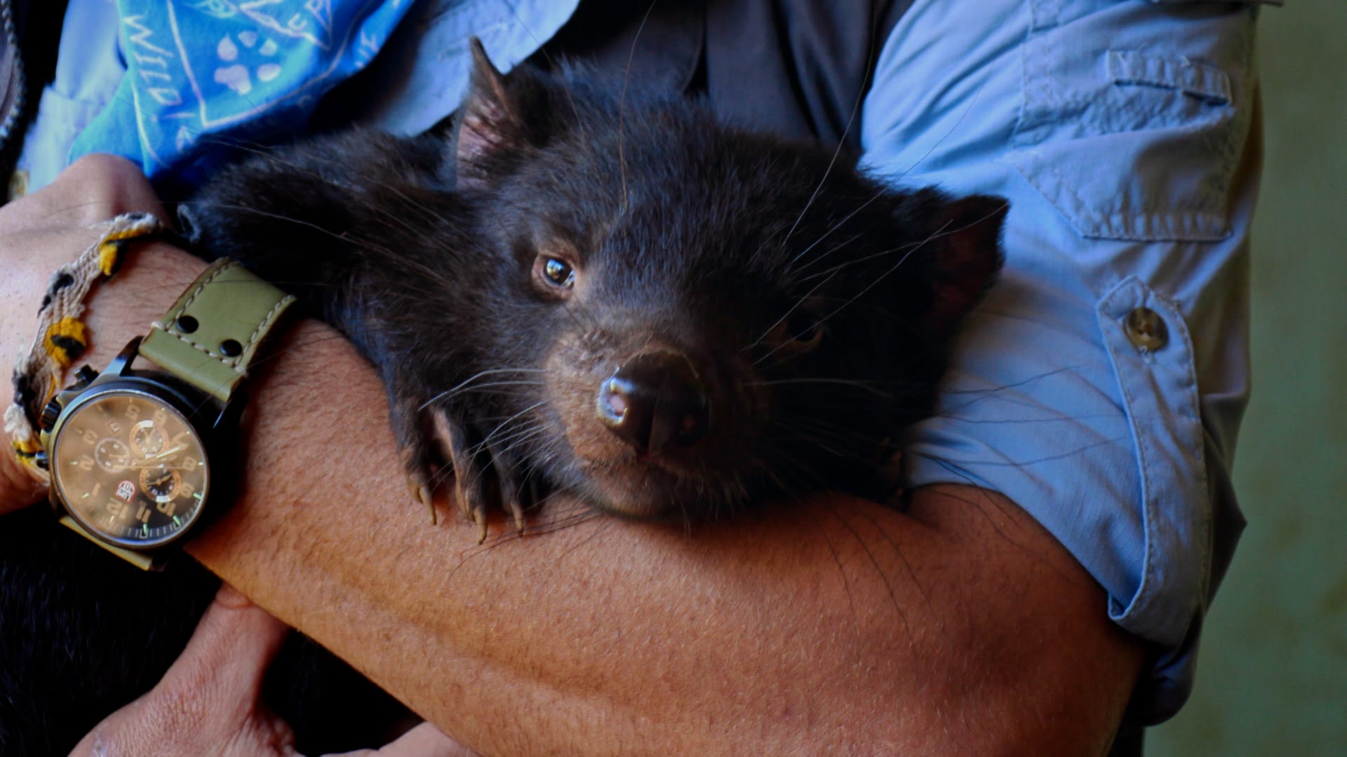 كويتي بيترسون: تحدي البرية الموسم 1 الحلقة 10 عشاء مع شيطان