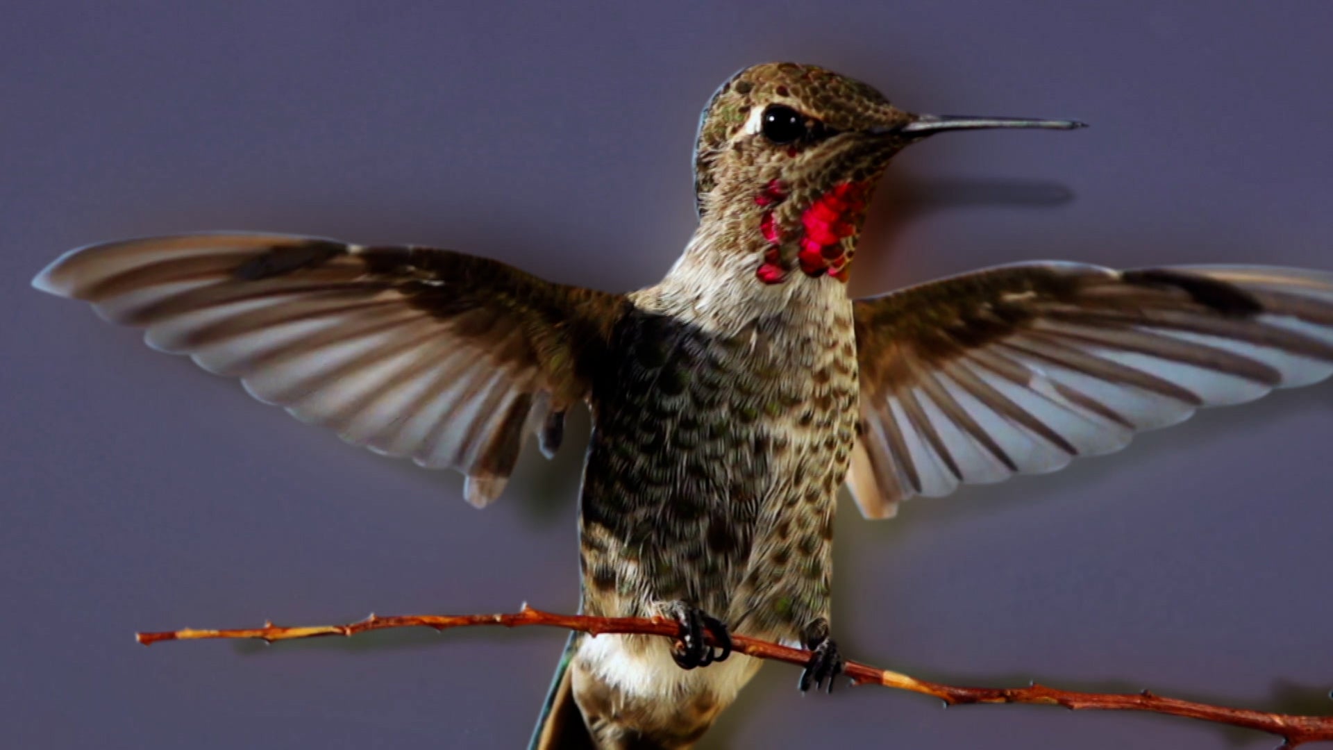 How Do Animals Do That? Season 1 Episode 3 Backwards Birds And Slimy Sea Creatures