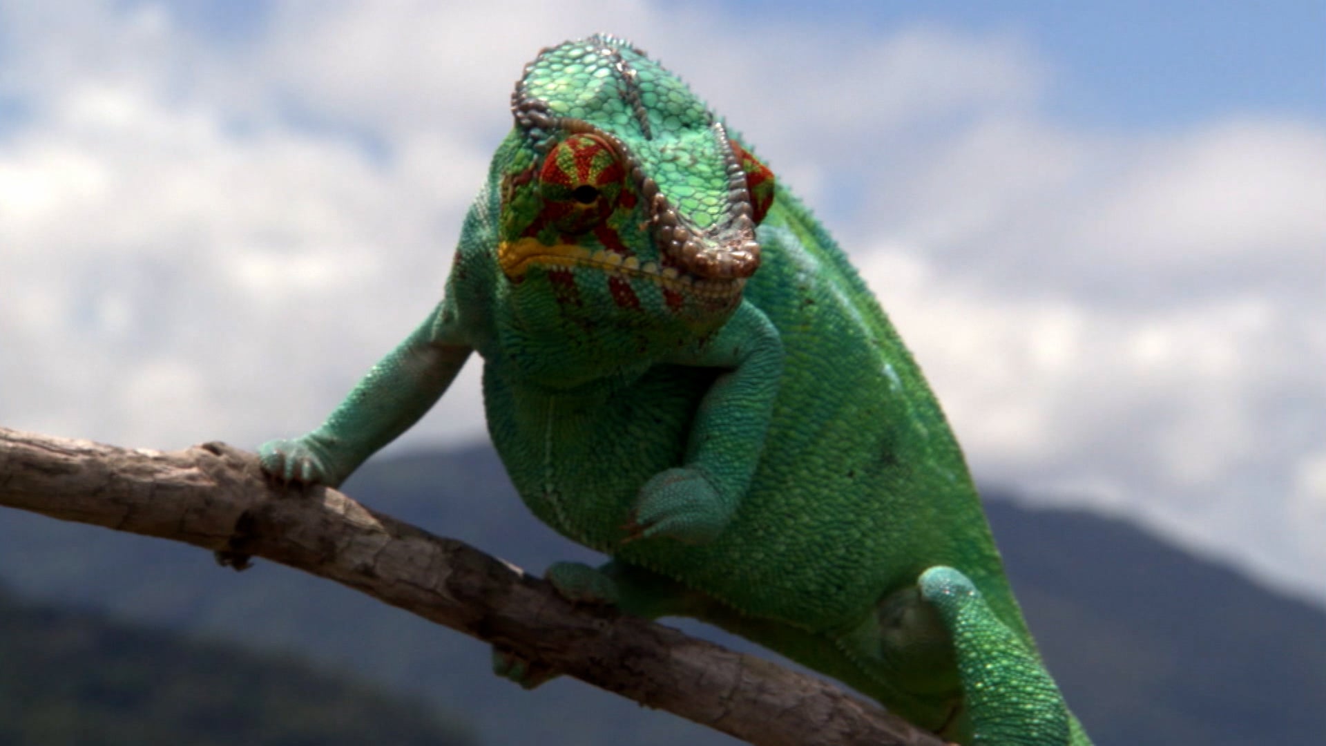 How Do Animals Do That? Season 1 Episode 4 Puppy Dog Tails And Crocodile Jaws