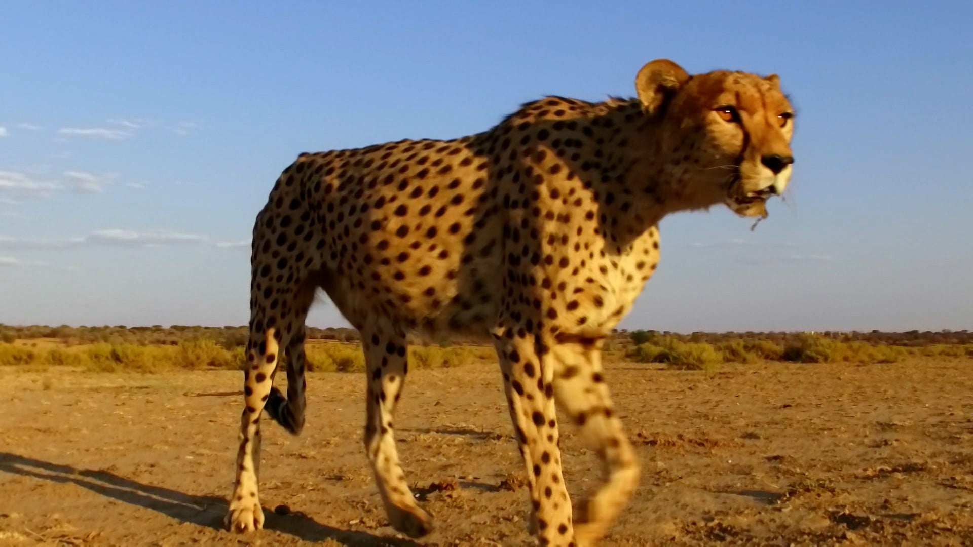 How Do Animals Do That? Season 1 Episode 5 Psychic Cats And Fuzzy Otters