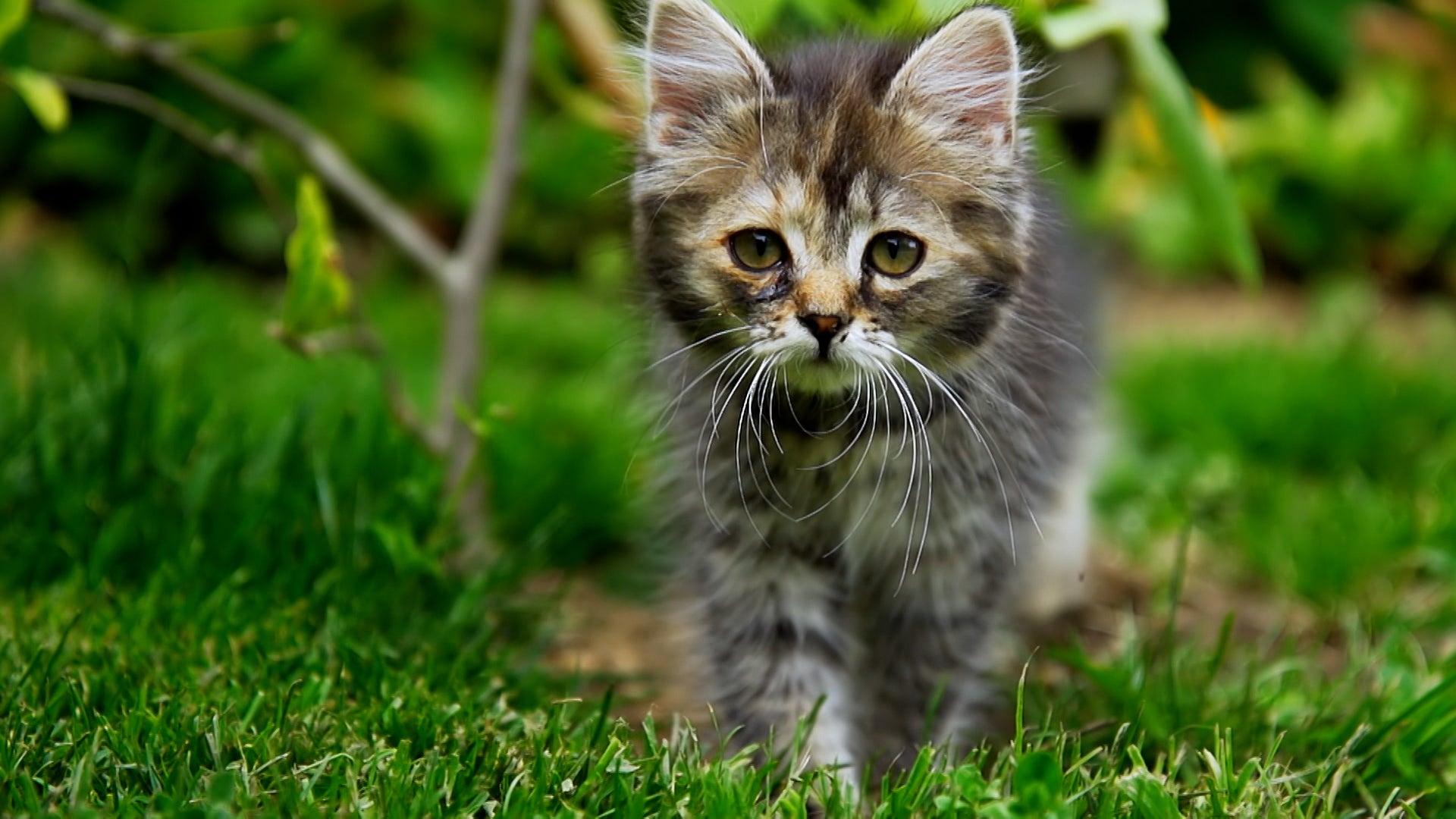 How Do Animals Do That? Season 1 Episode 6 Elephant Noses And Ancient Animals