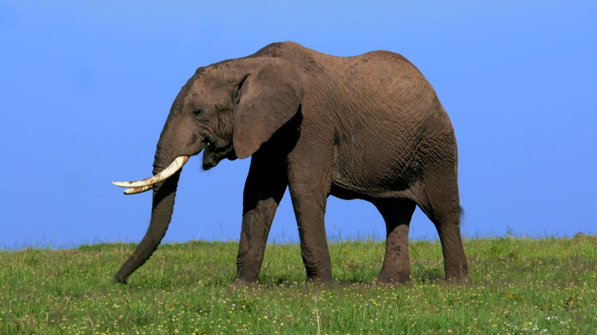 How Do Animals Do That? Season 1 Episode 13 Whale Songs And Cool Canines