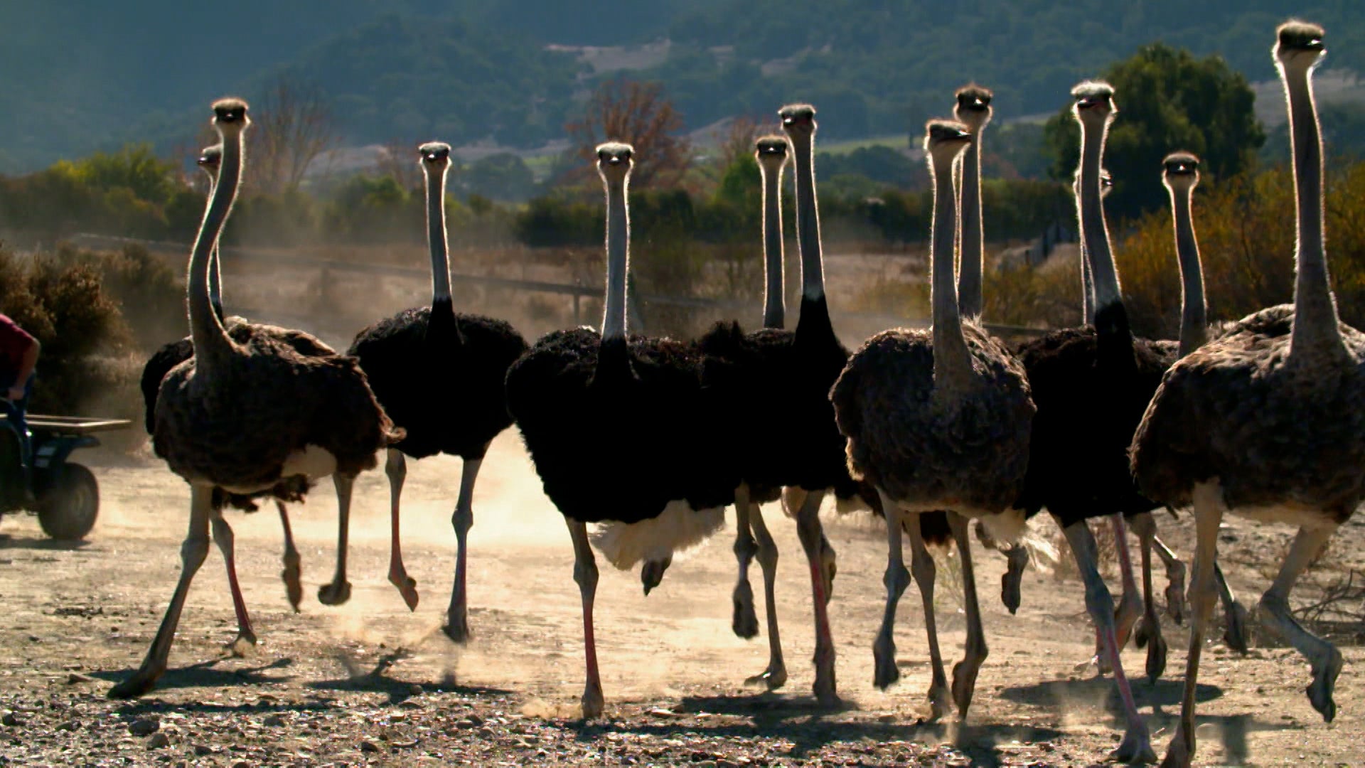 How Do Animals Do That? Season 1 Episode 14 Super Sloths And Ostrich Marathons