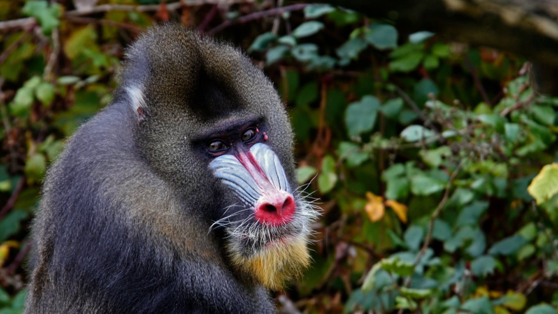 كيف تفعل الحيوانات ذلك؟ الموسم 1 الحلقة 29 وحيد القرن اللطيف والأنوف الغريبة