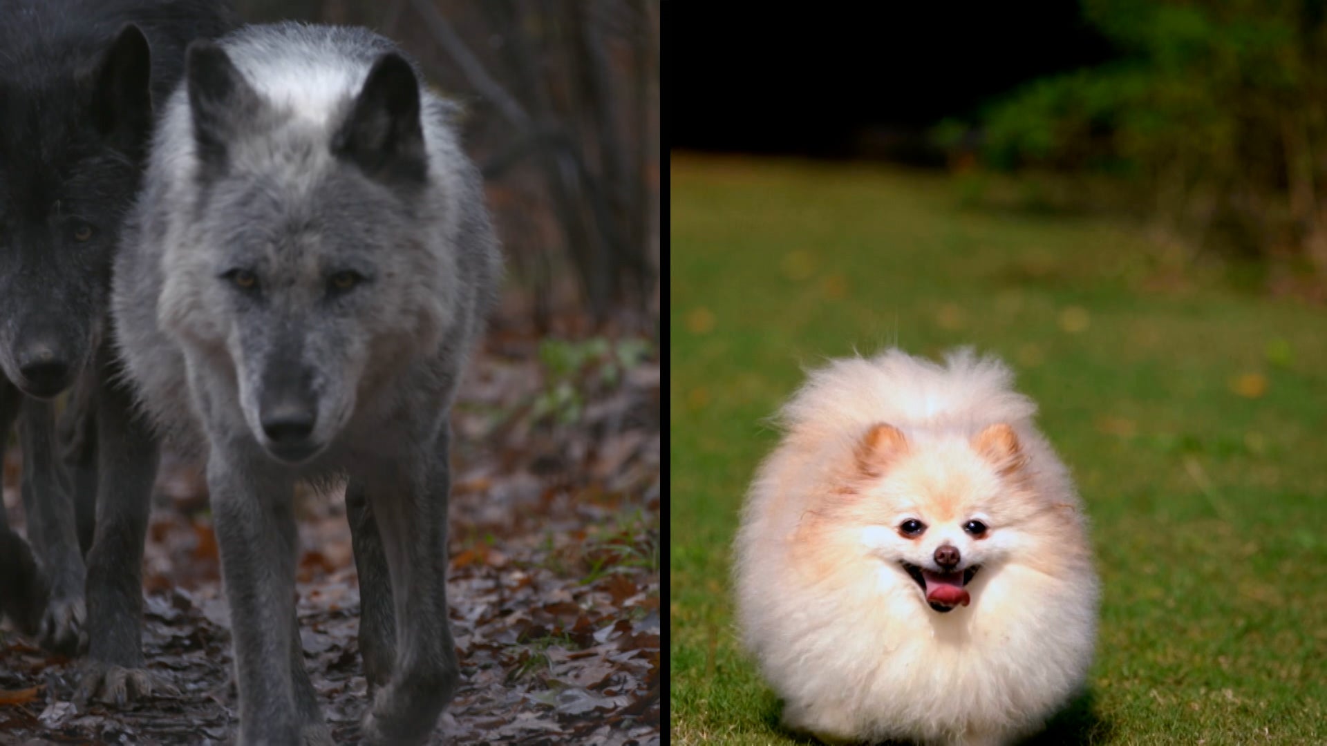 كيف تفعل الحيوانات ذلك؟ الموسم 1 الحلقة 30 فرس البحر القوي والطيور المبكرة