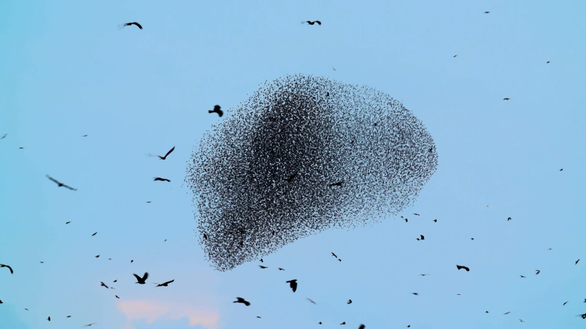 كيف تفعل الحيوانات ذلك؟ الموسم 1 الحلقة 32 السمع بلا آذان