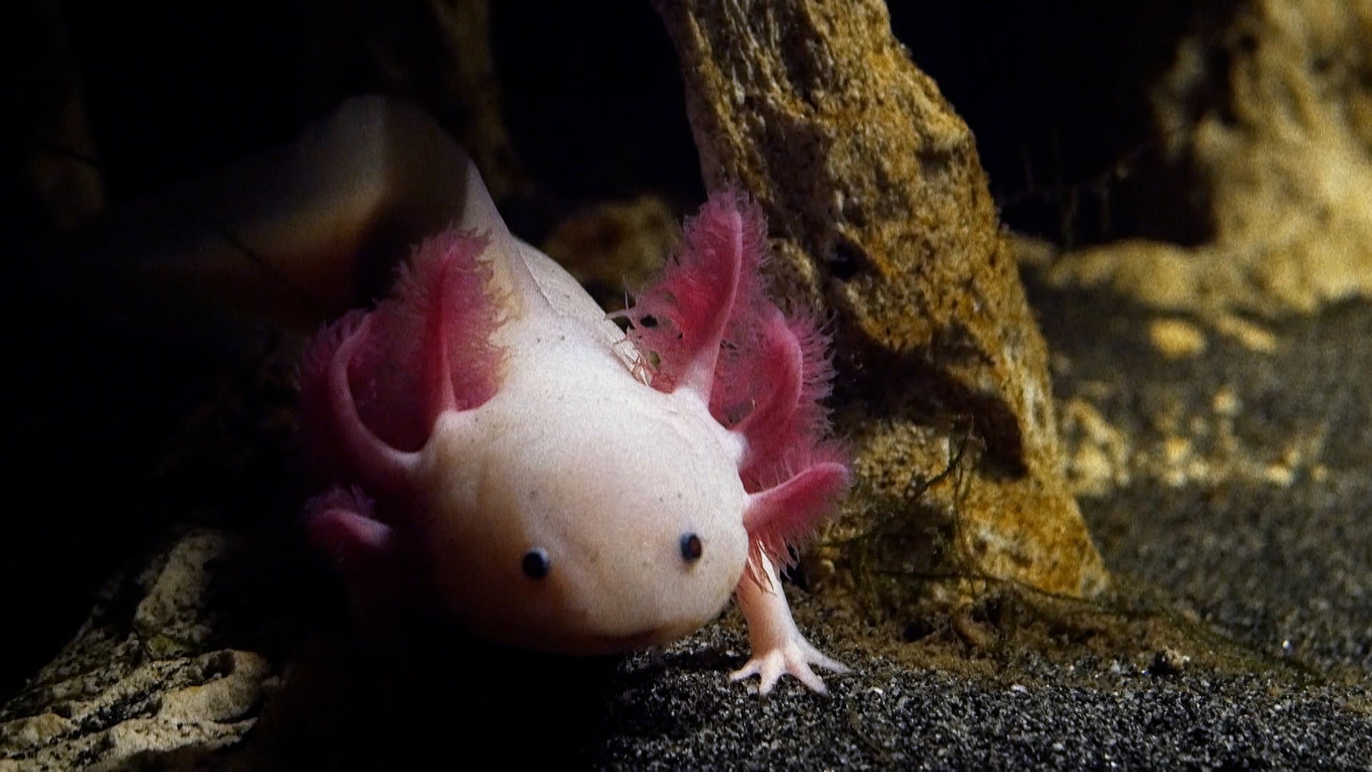 كيف تفعل الحيوانات ذلك؟ الموسم 1 الحلقة 33 ثعابين طائرة