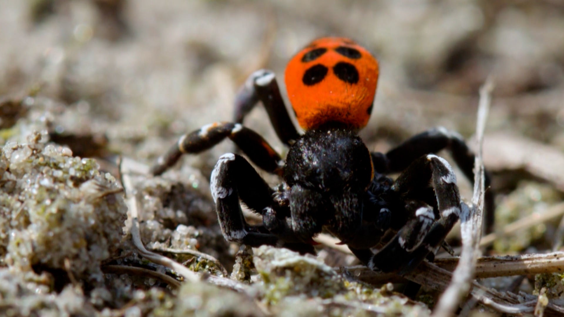 كيف تفعل الحيوانات ذلك؟ الموسم 1 الحلقة 34 السحلية ضد الجاموس المائي