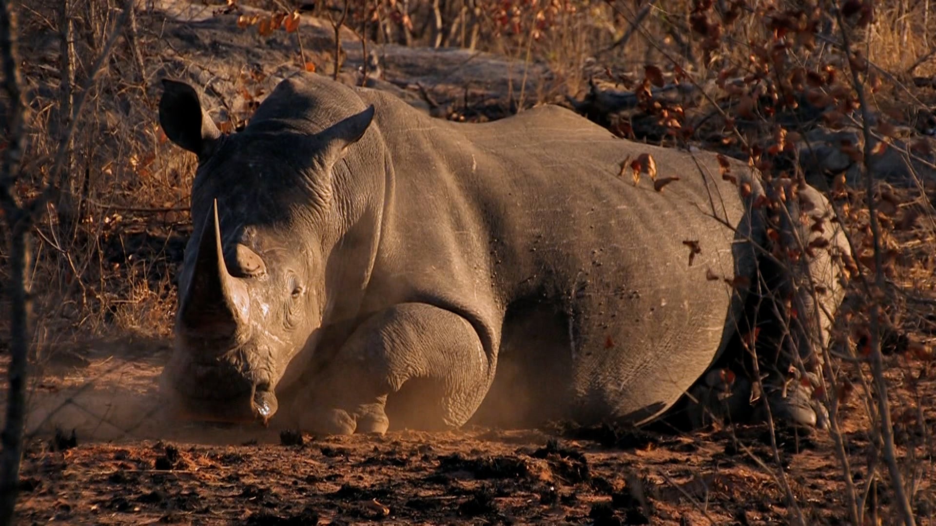 كيف تفعل الحيوانات ذلك؟ الموسم 1 الحلقة 36 قناصو الأسماك والقاضمون السريعون