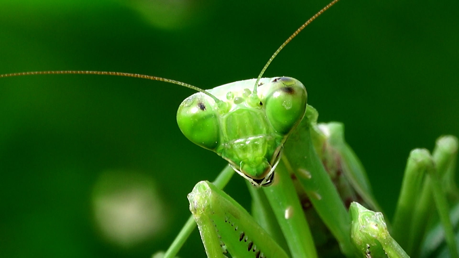 How Do Animals Do That? Season 1 Episode 37 Guilty As A Dog