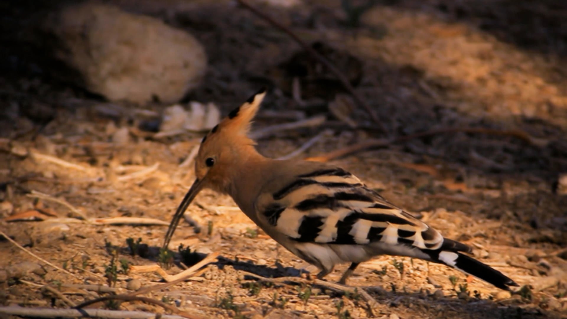 How Do Animals Do That? Season 1 Episode 38 Head-Sized Eats