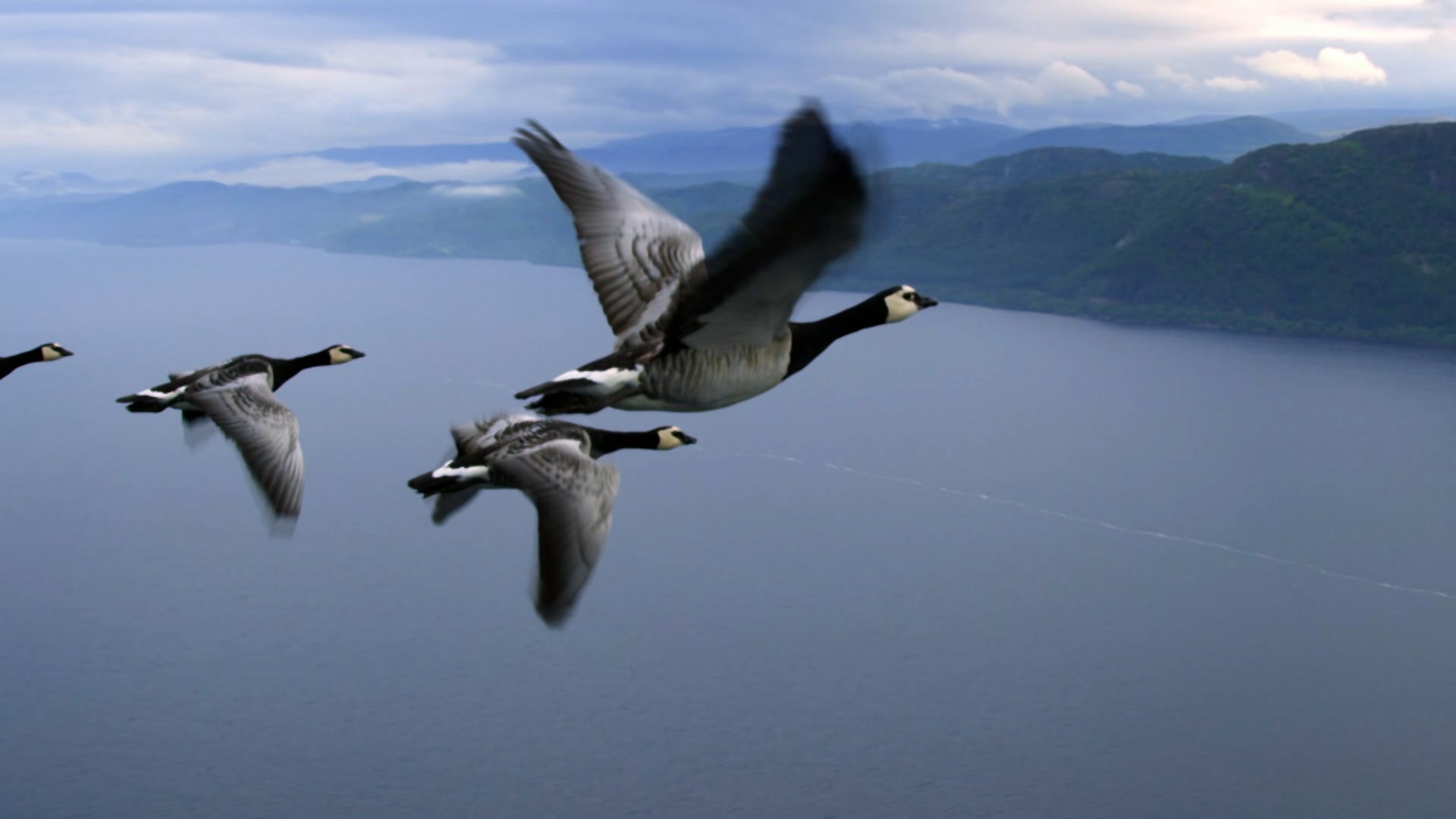 How Do Animals Do That? Season 1 Episode 39 Dancing Arachnids