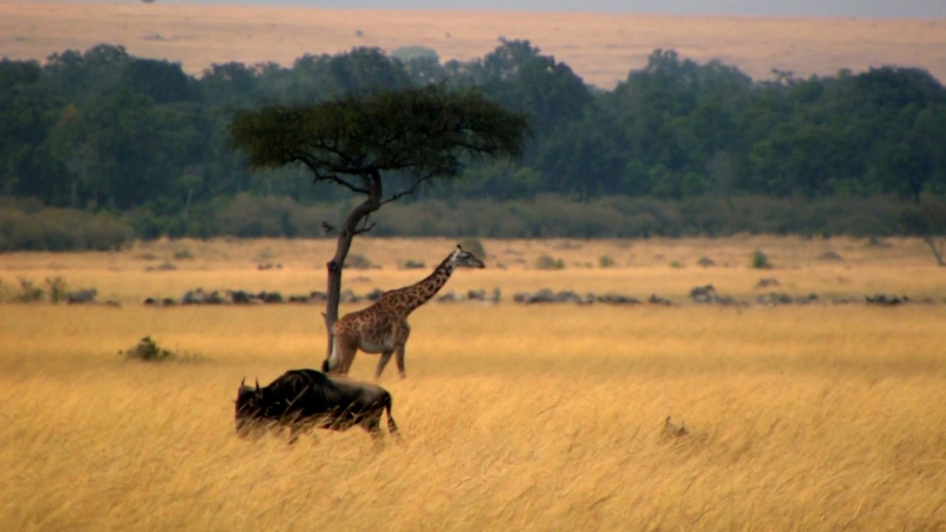 How Do Animals Do That? Season 1 Episode 40 The Secret To A Long Life