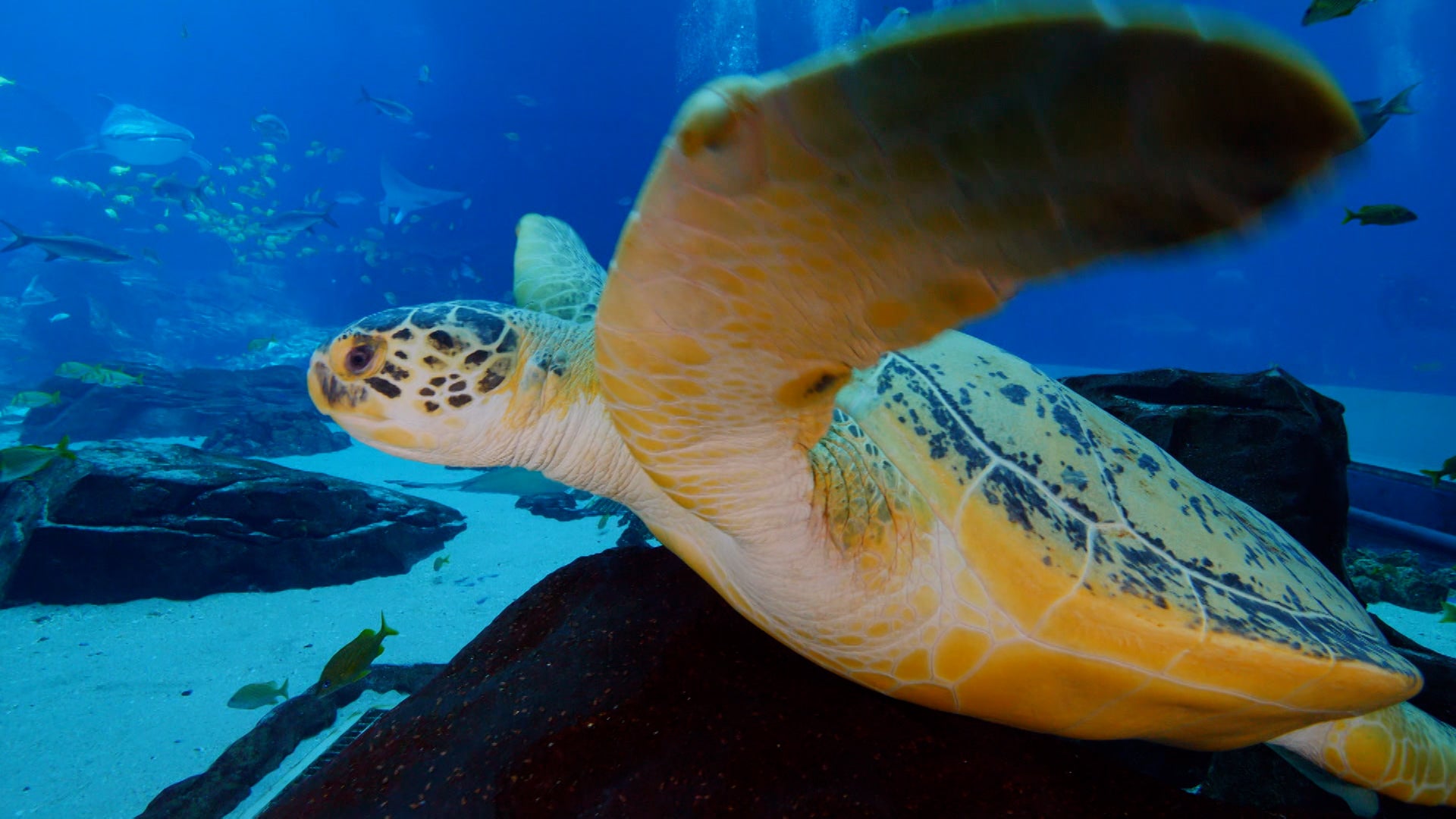 ذا أكواريوم الموسم 1 الحلقة 1 اللزوجة هي الفروة الجديدة