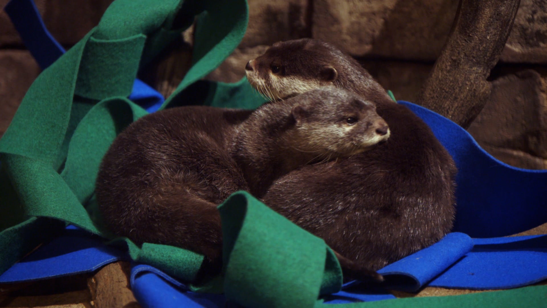 ذا أكواريوم الموسم 1 الحلقة 3 حكاية ثعالب الماء