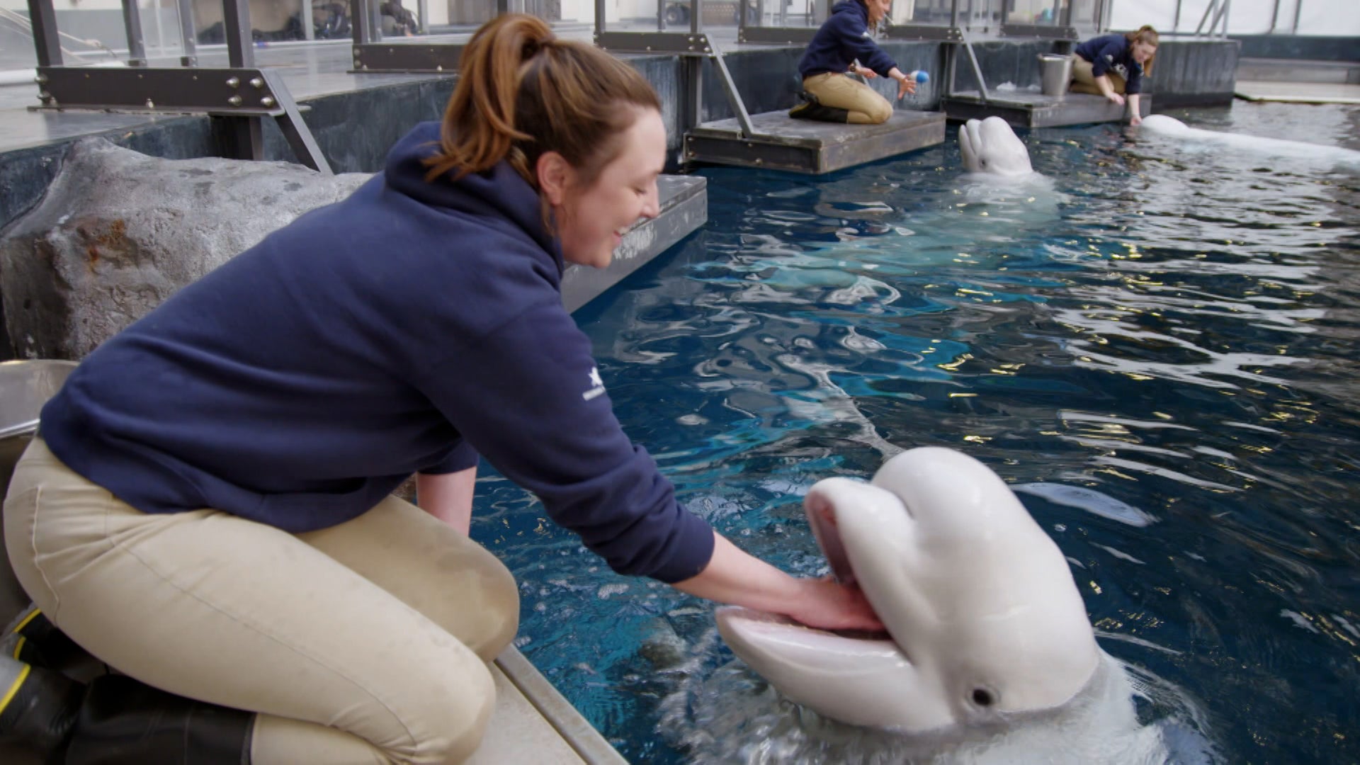 ذا أكواريوم الموسم 1 الحلقة 4 مستعد للجيلي