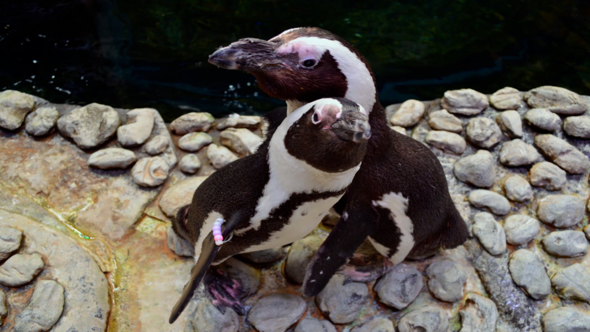 ذا أكواريوم الموسم 1 الحلقة 7 طيور البطريق العشاق