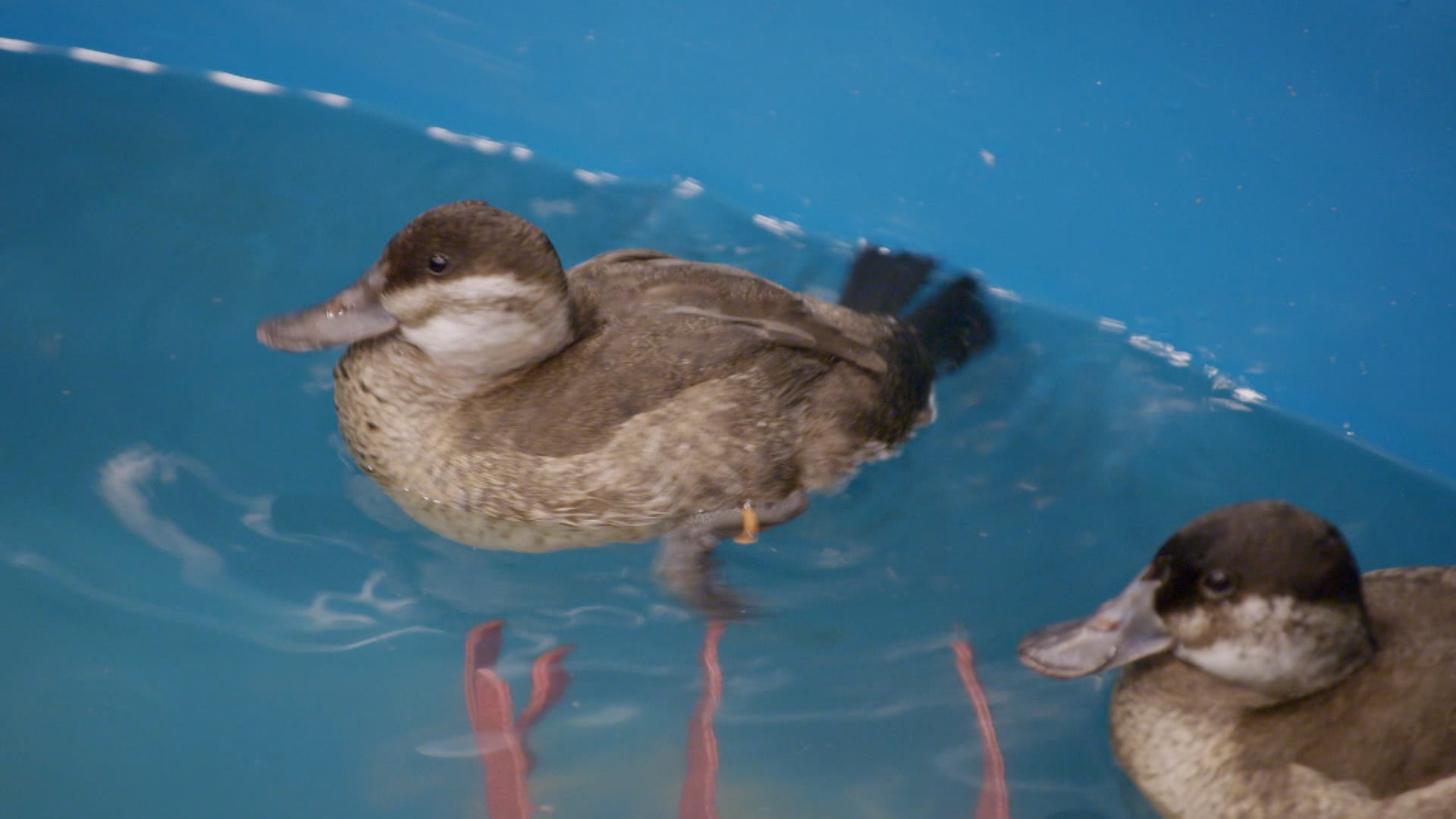 ذا أكواريوم الموسم 1 الحلقة 10 صغار الماء