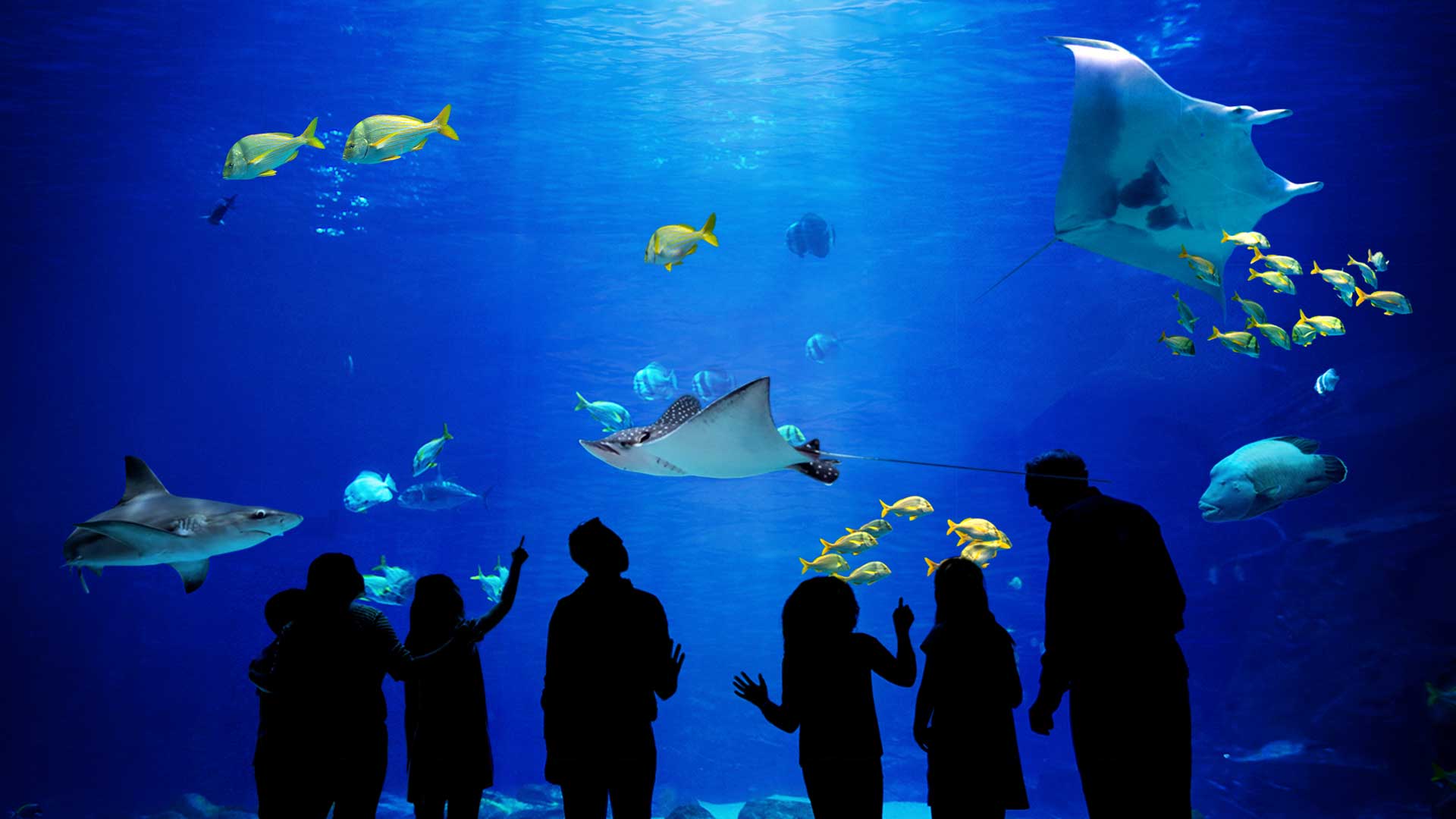 ذا أكواريوم