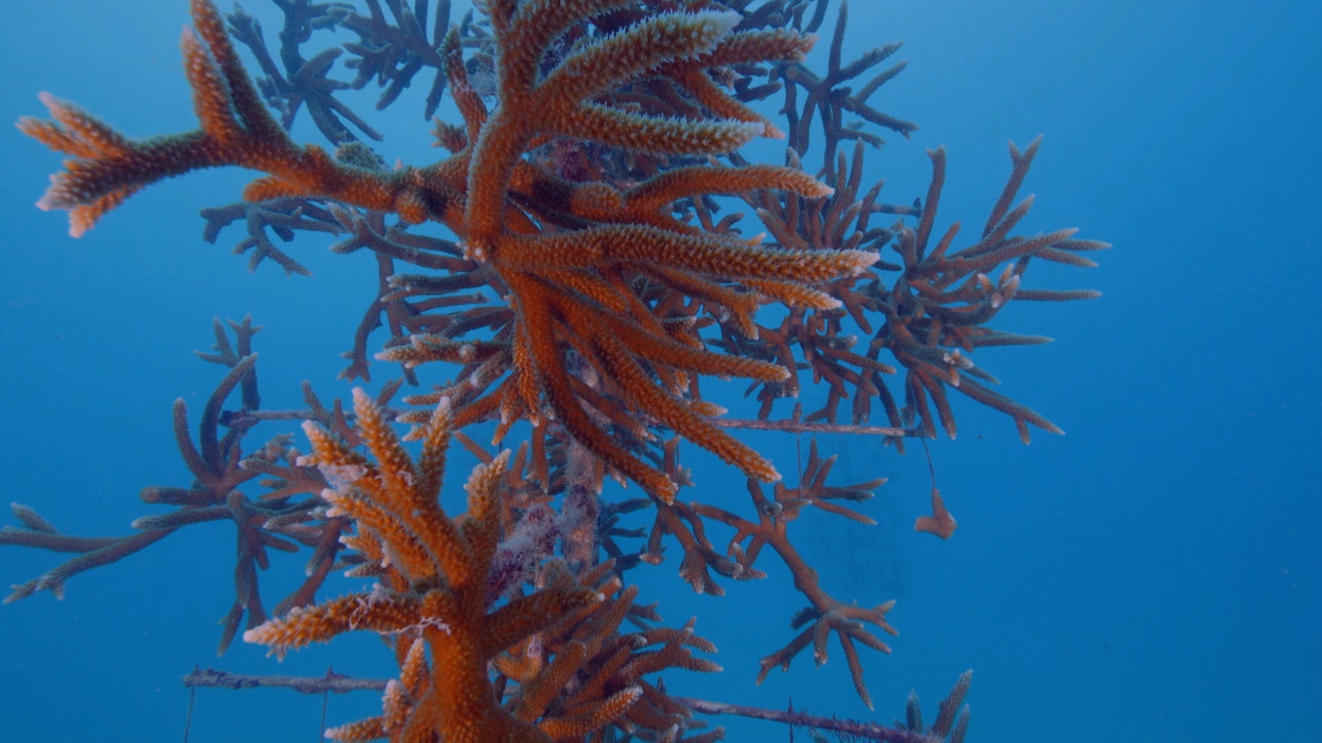 ذا أكواريوم الموسم 2 الحلقة 1 كأس السوبر للشعاب المرجانية