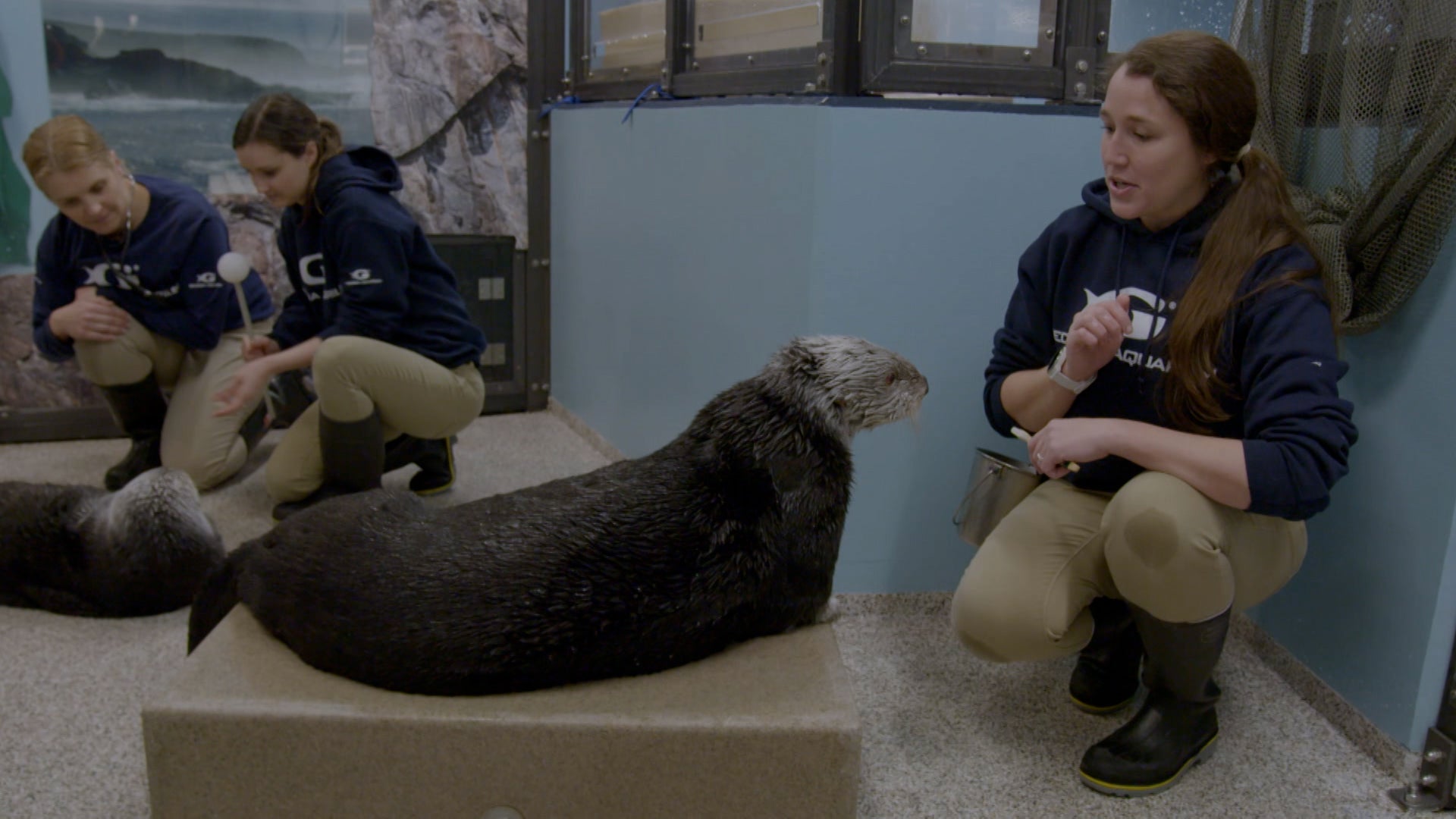 ذا أكواريوم الموسم 2 الحلقة 7 أربع كتاكيت وأكثر