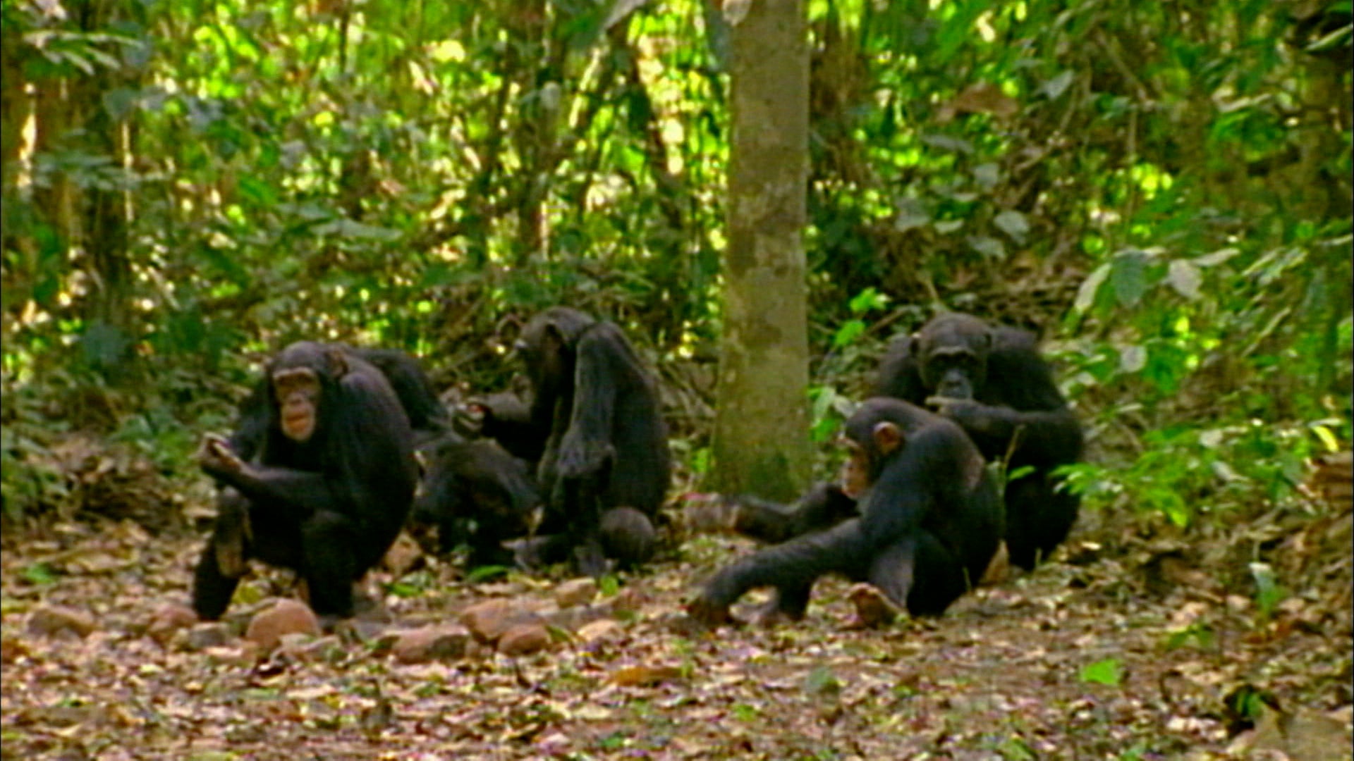 Life After People Season 1 Episode 5 The Invaders