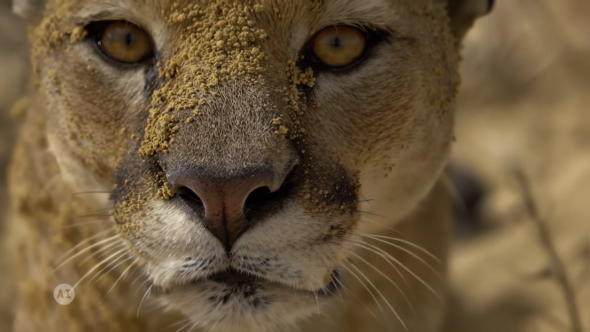 Life After People Season 3 Episode 4 Sands Of Time