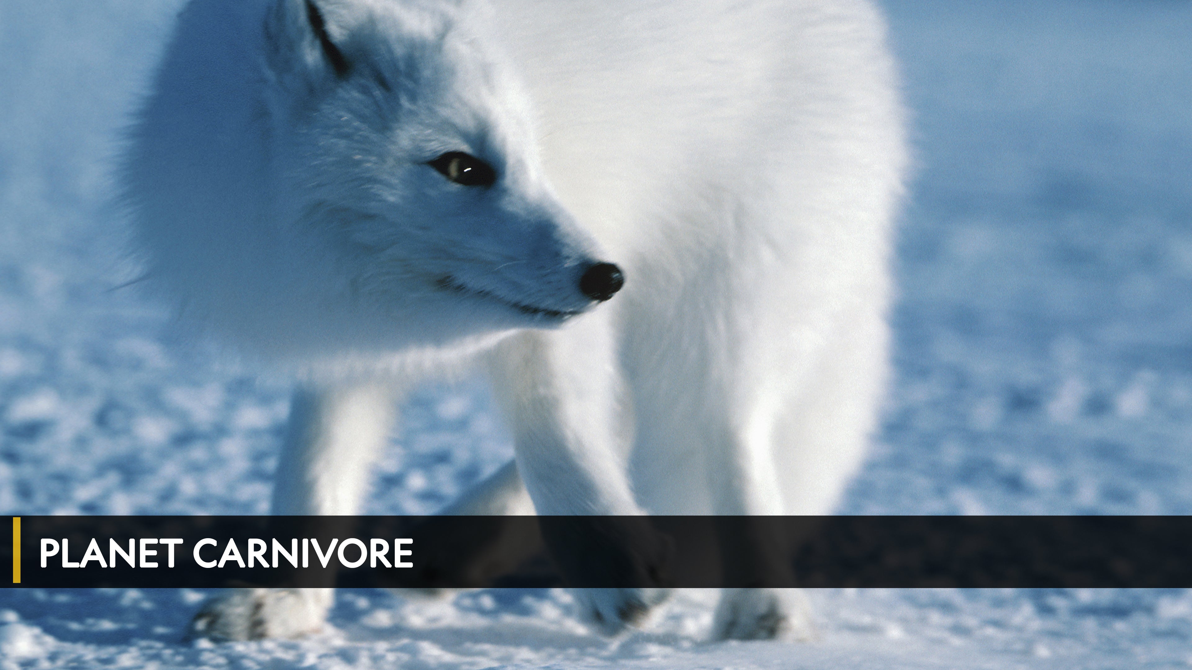 Planet Carnivore الموسم 1 الحلقة 1 Great White Shark