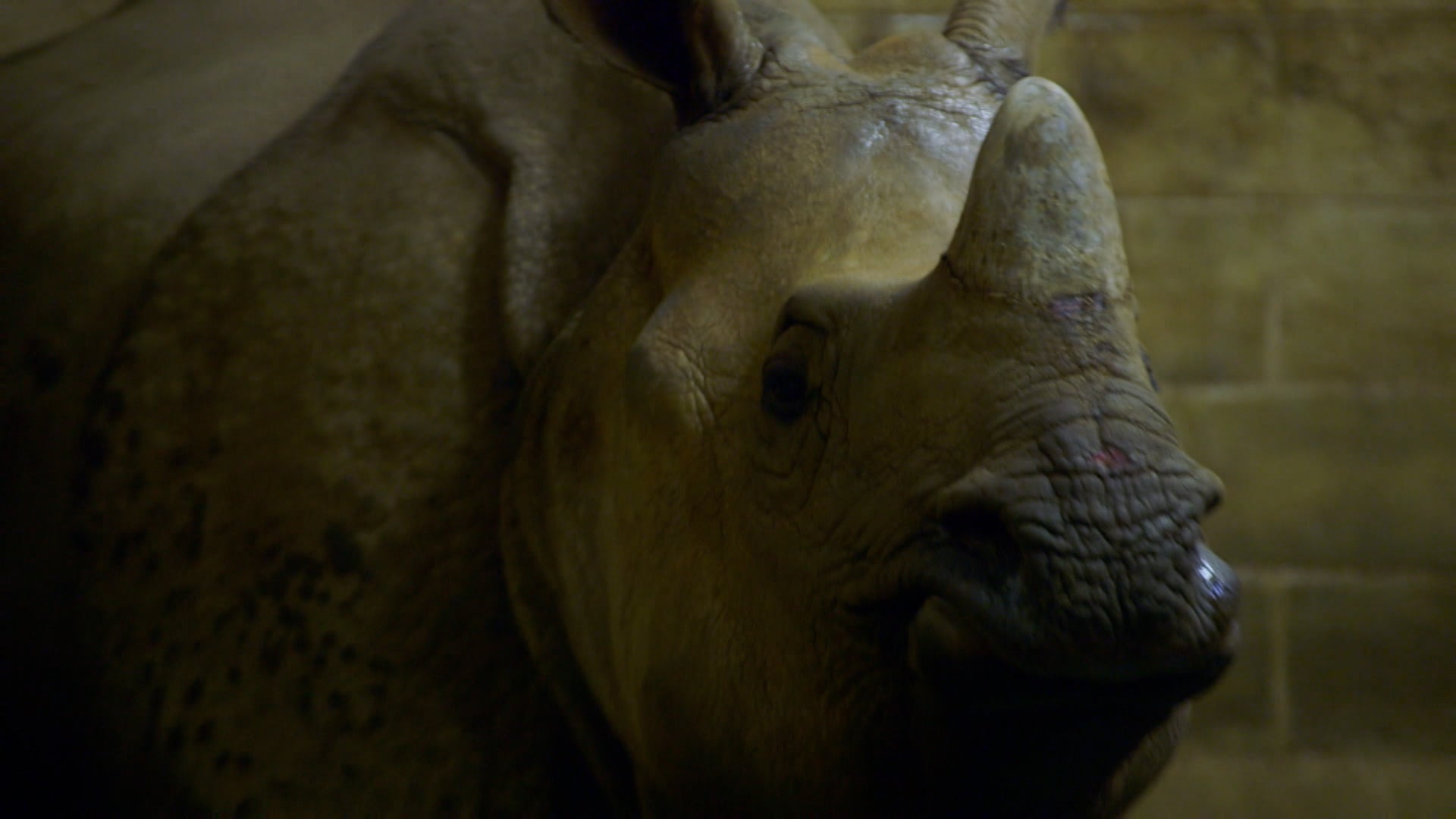 The Zoo Season 3 Episode 7 A Warthog Named Peaches