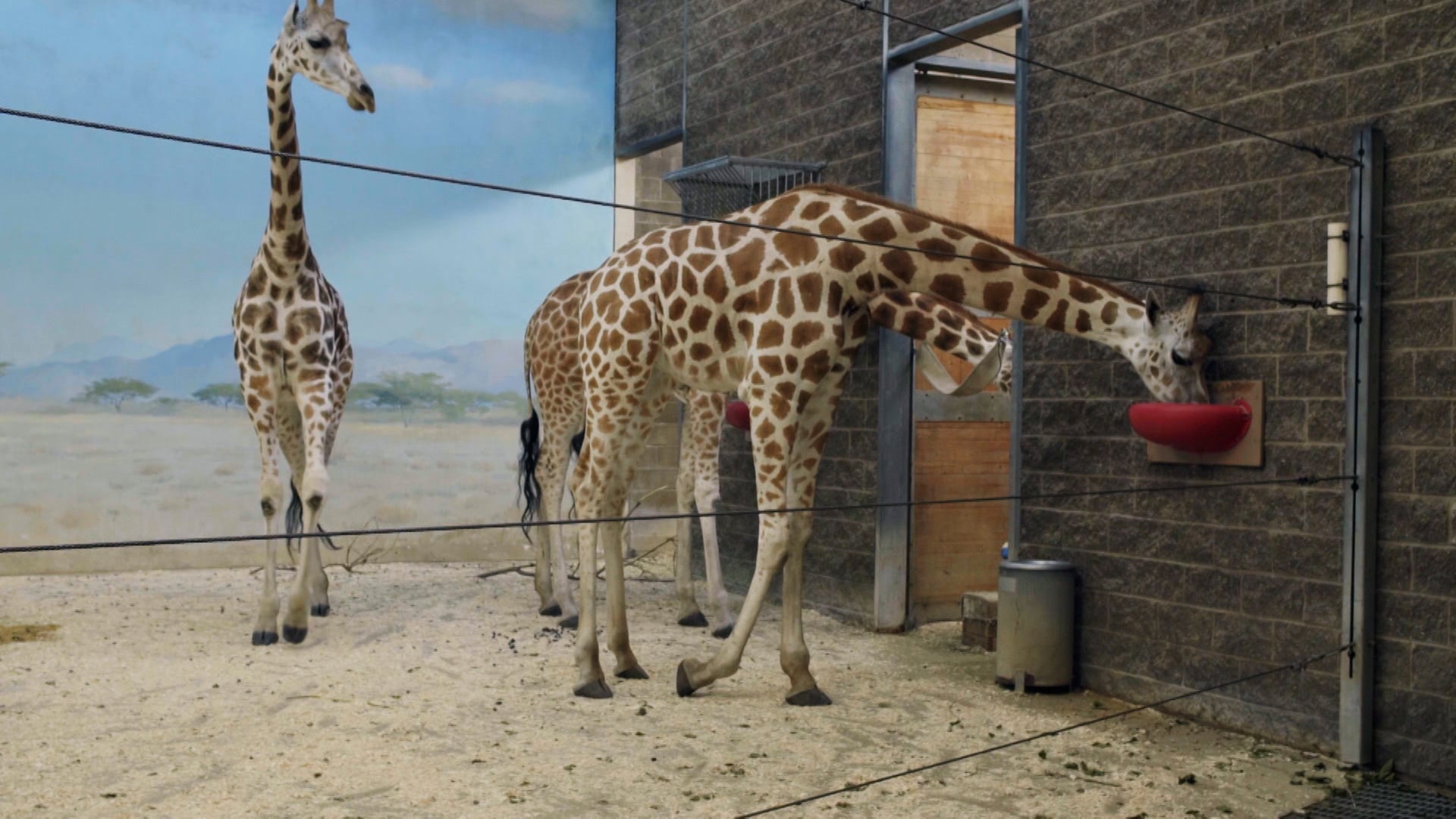 ذا زو الموسم 3 الحلقة 11 زرافة في المدينة