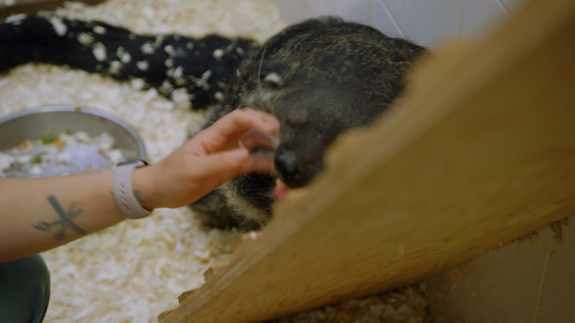 ذا زو الموسم 3 الحلقة 12 ترويض النمرة